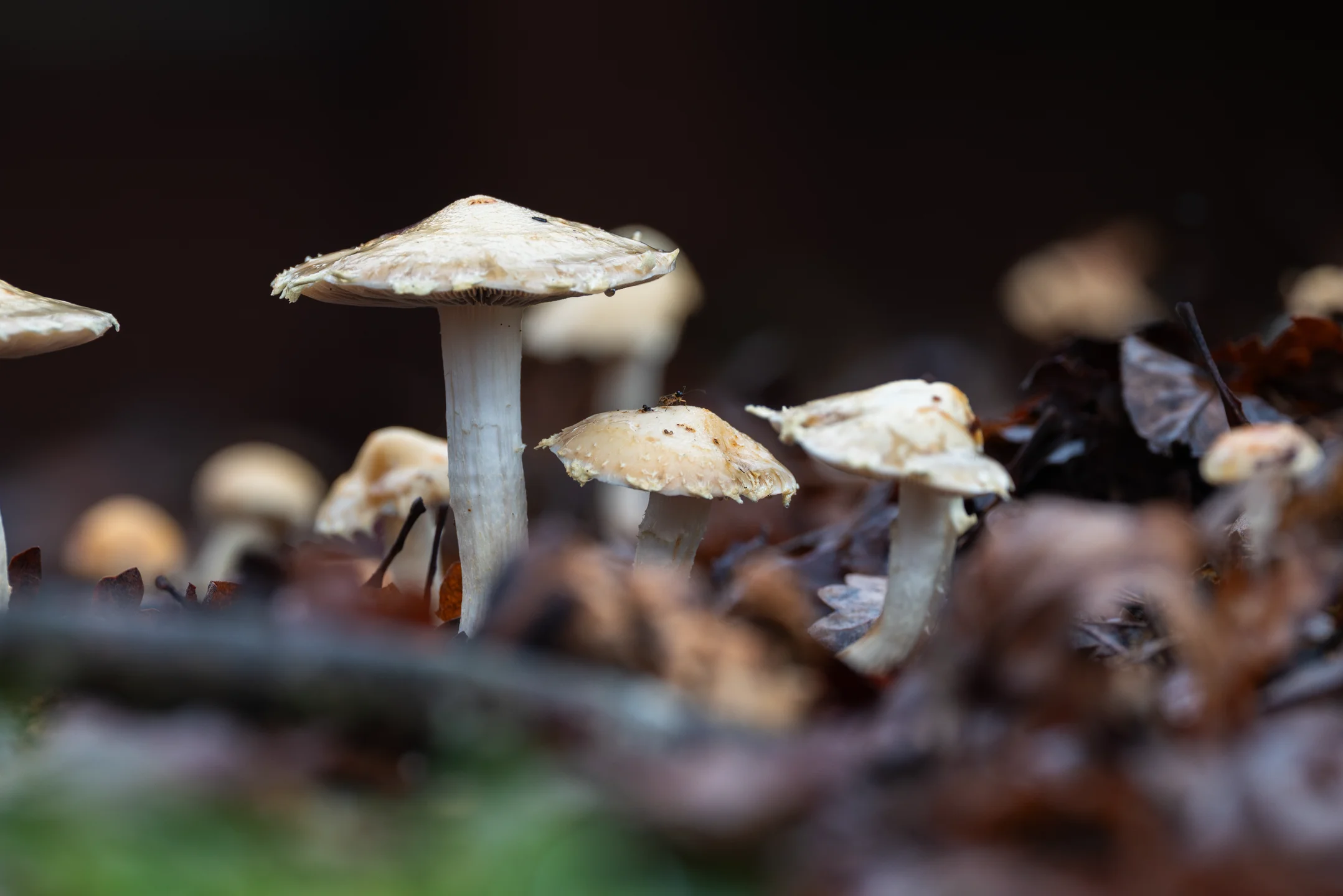 Hushed Pale Mushroom Shadows