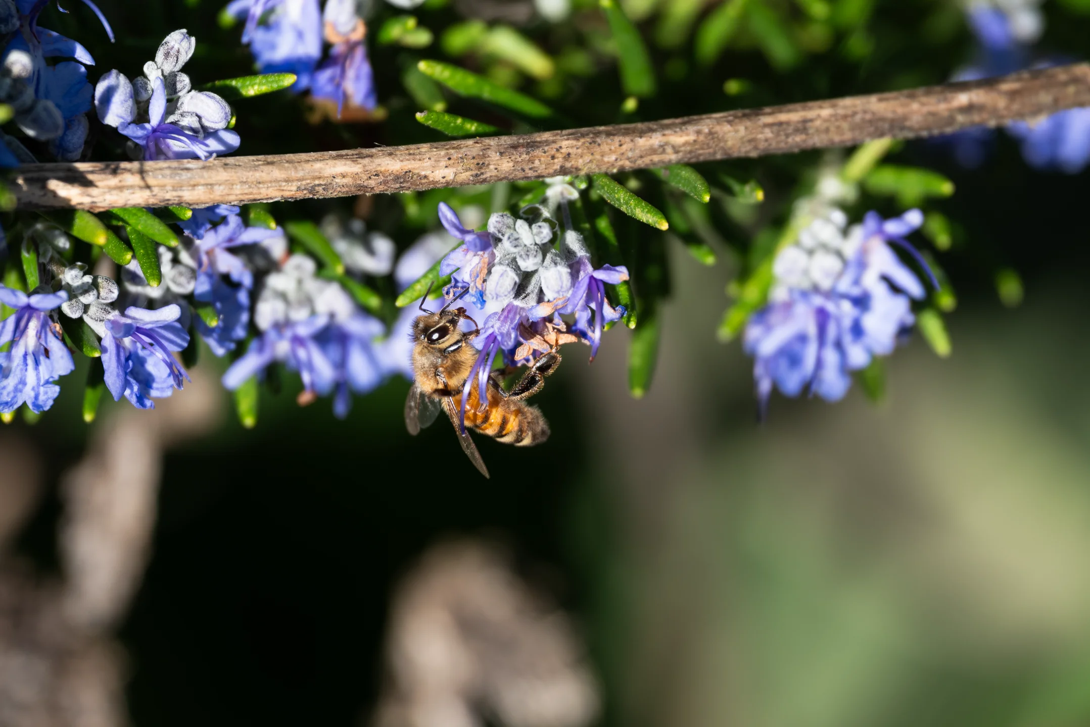 Diligent Russet Pollinator