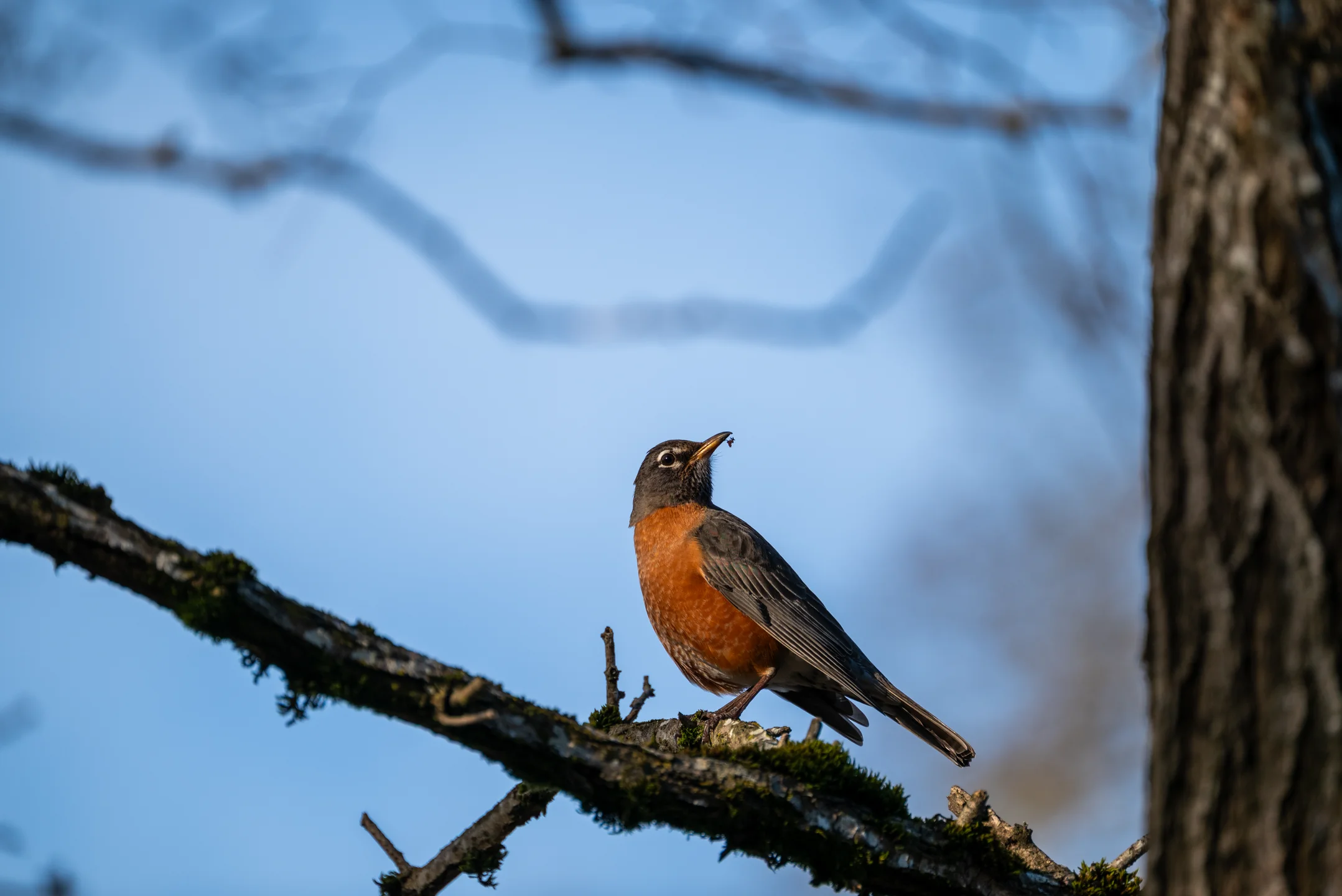Contemplative Robin Dusky Perch