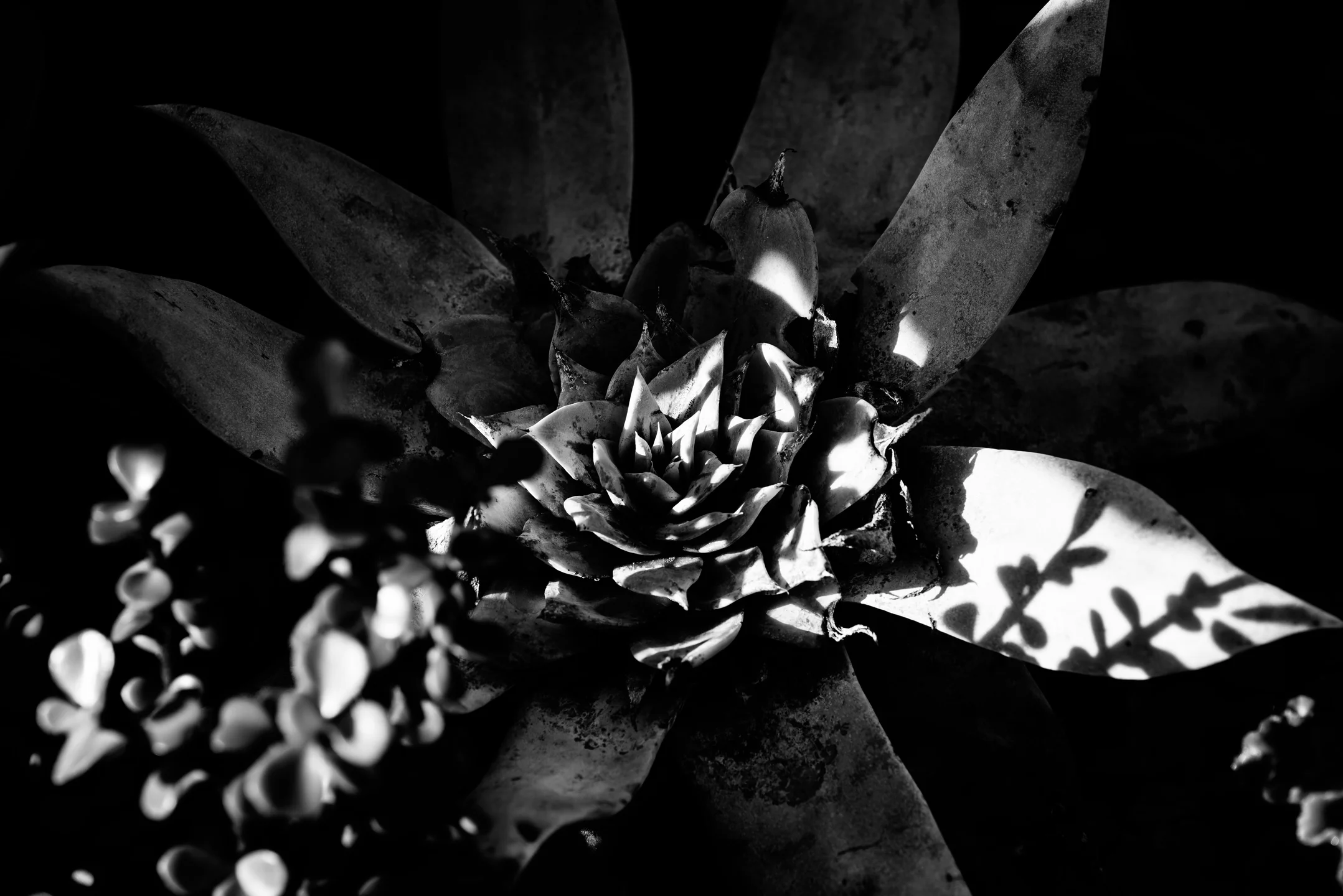 Stark Brooding Petals