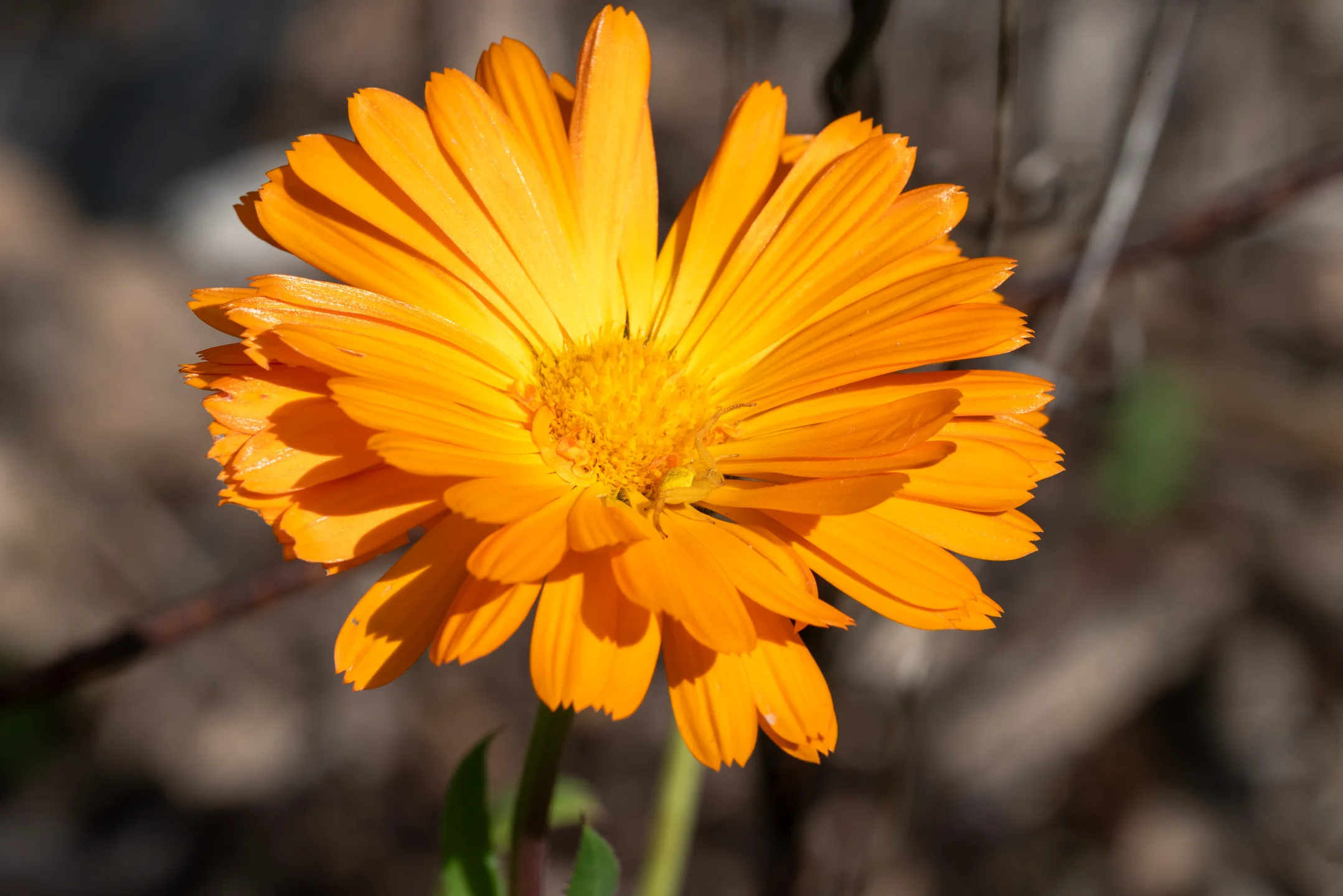 Blazing Defiant Petals