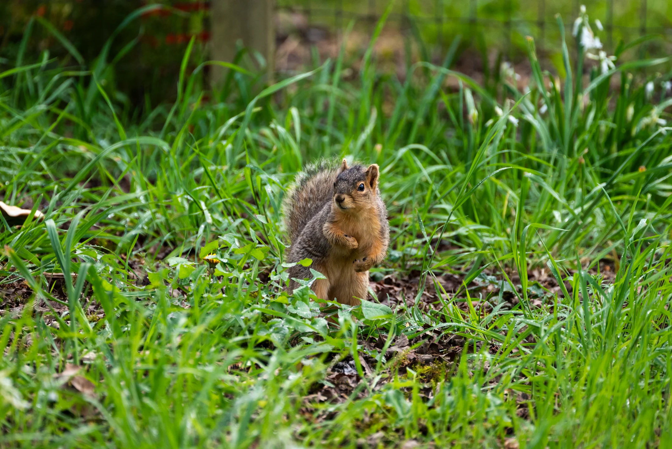 Curious Squirrel Dewy Grass