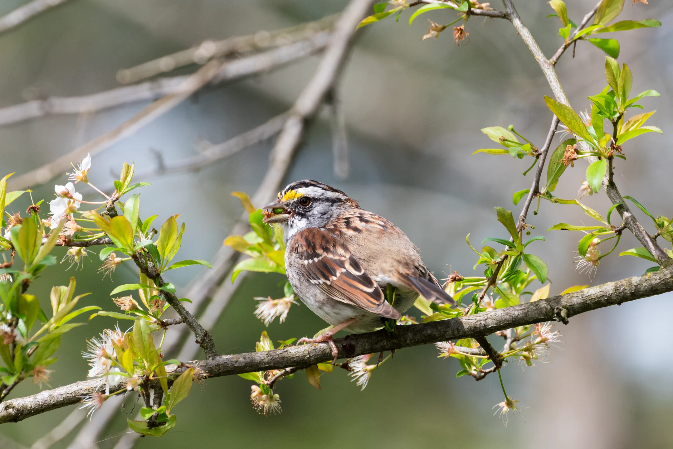 Sparrow Contemplative Spring Perch