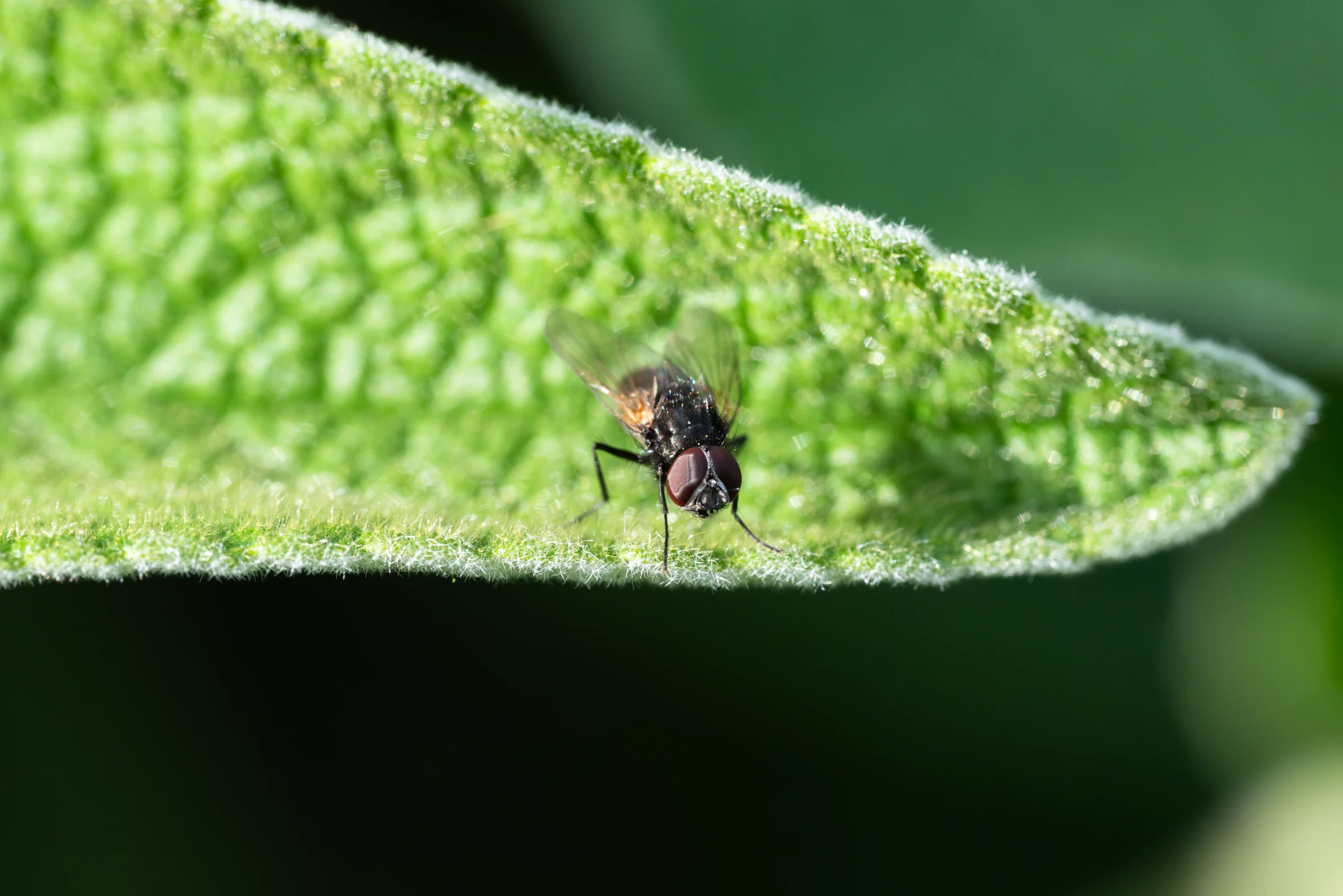 Brooding Insect Frosted Blade