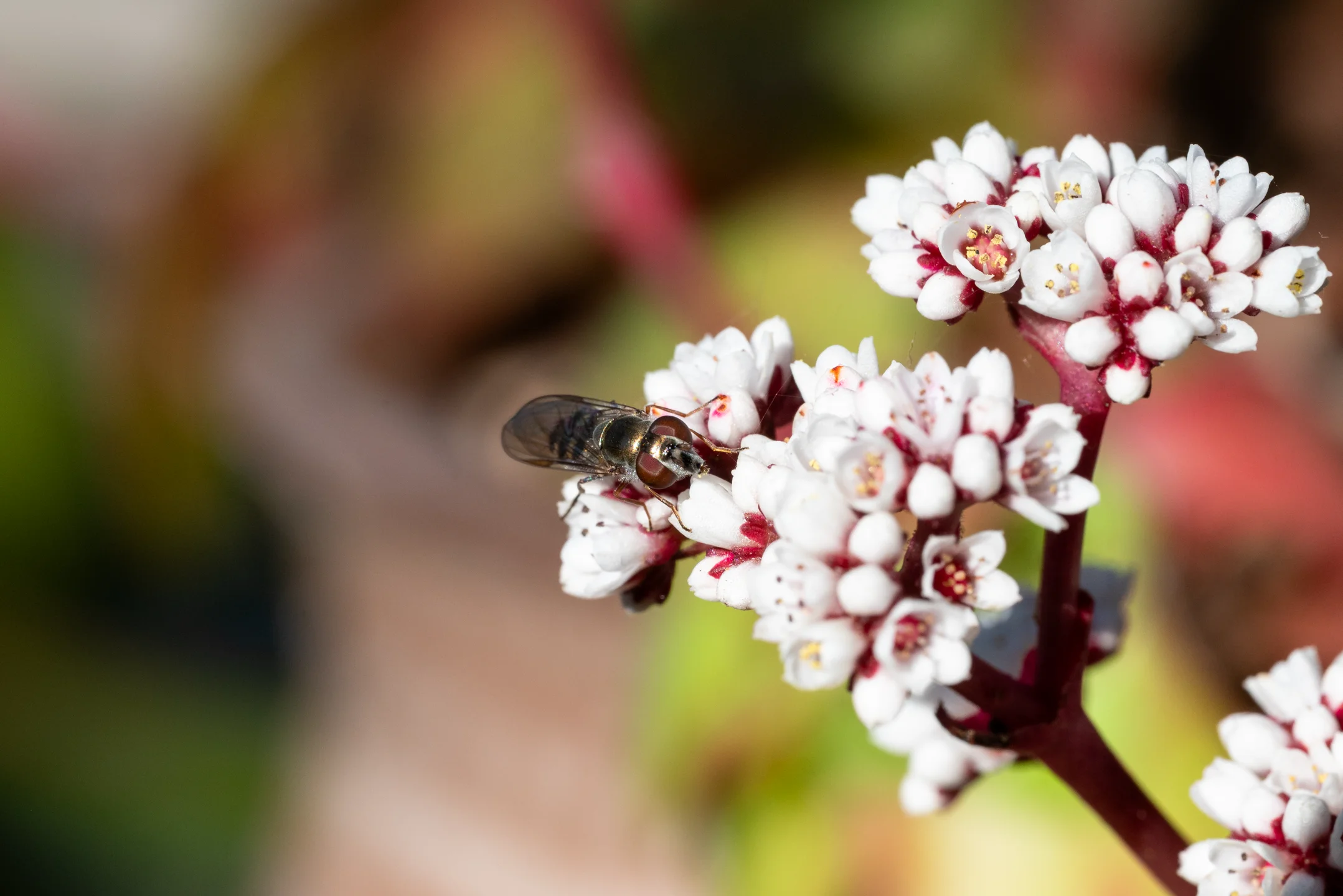 Busy Visitor Crimson Florets