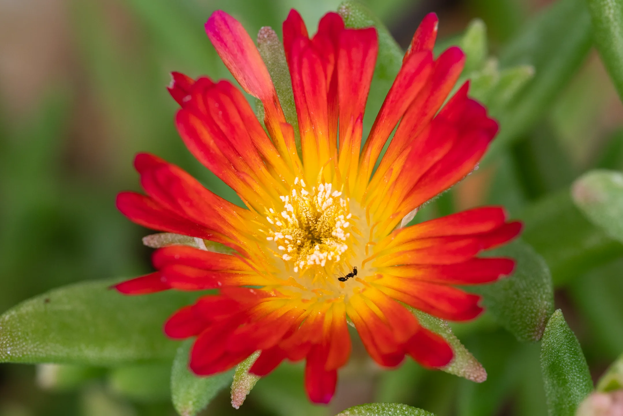 Radiant Ember Petals