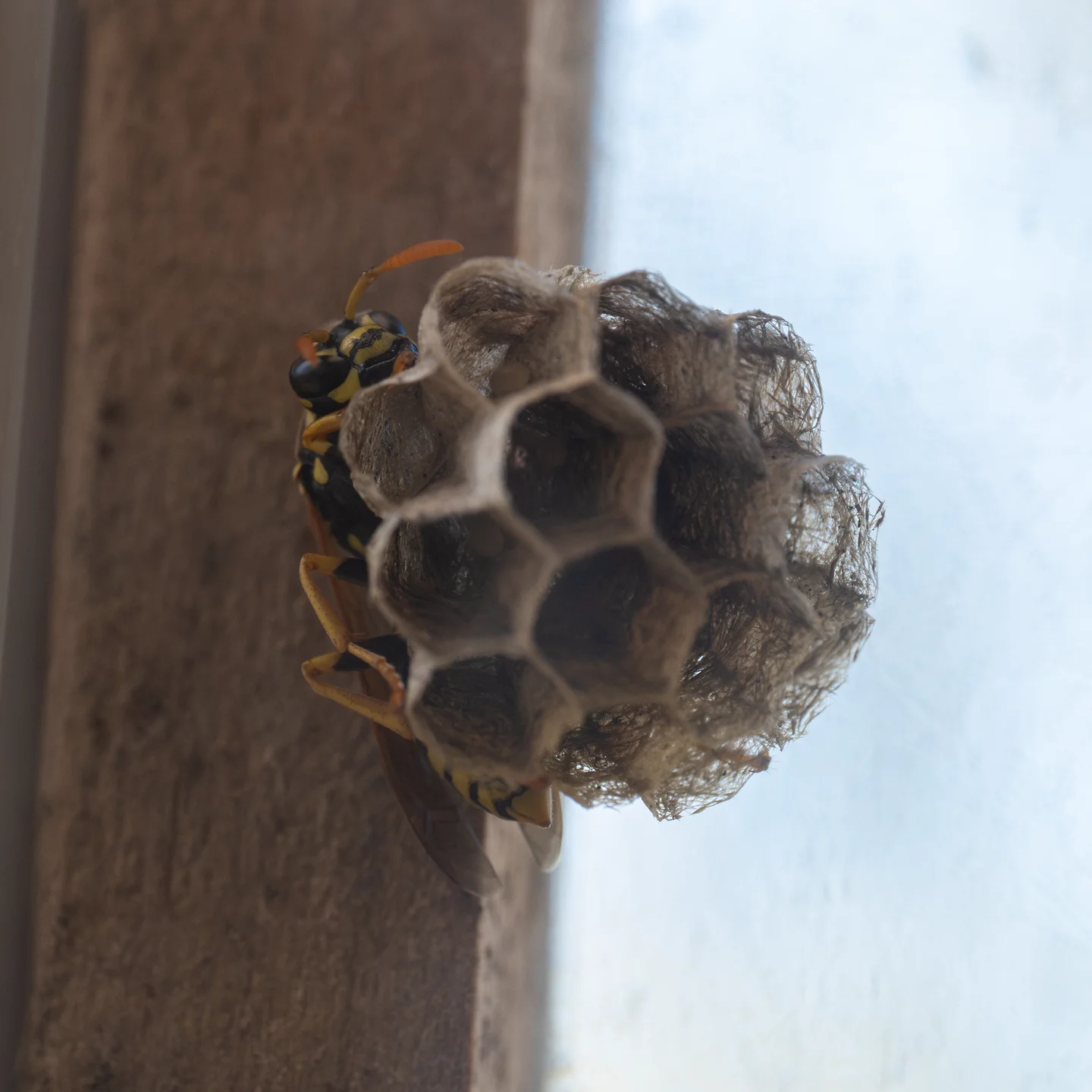 Brooding Papery Hexagon Nest