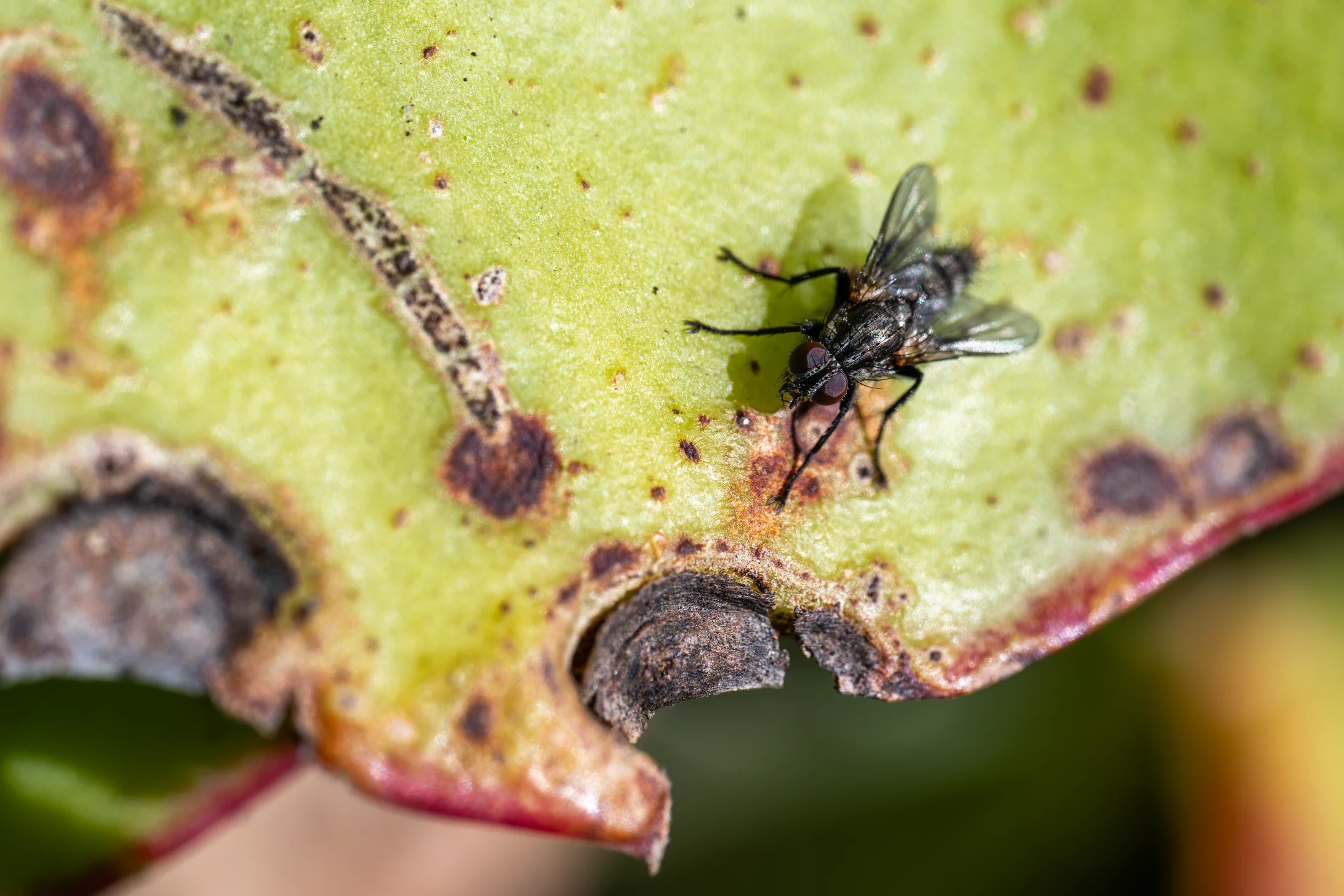 Decomposing Fly Chartreuse Surface