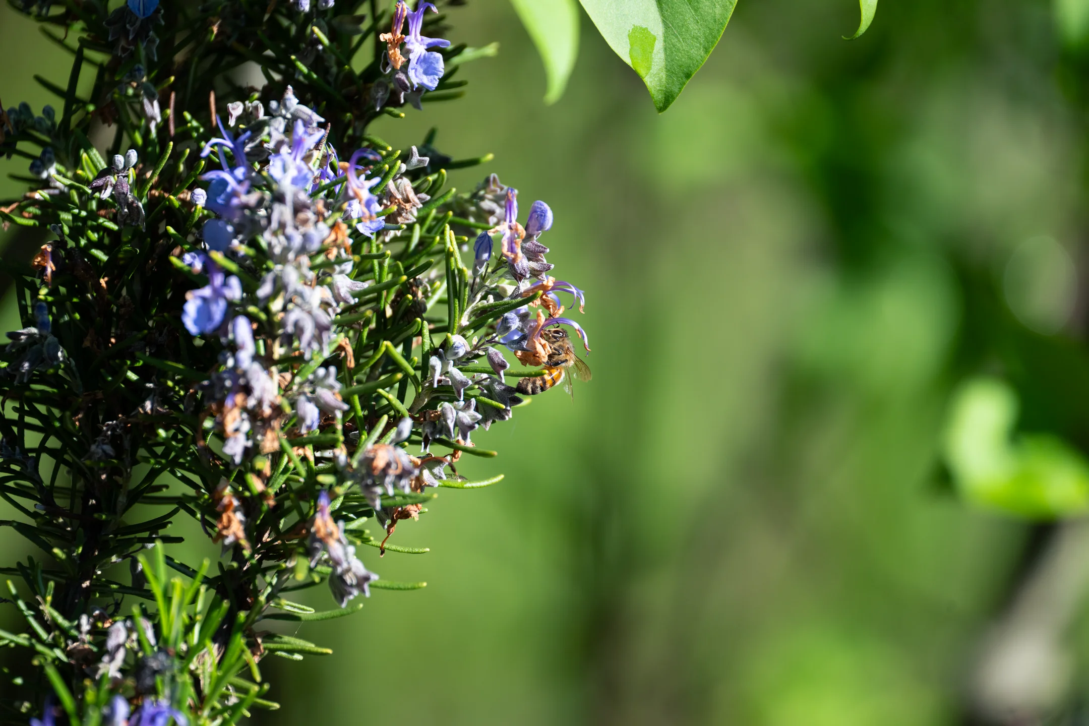 Honeybee Verdant Urgent Forage