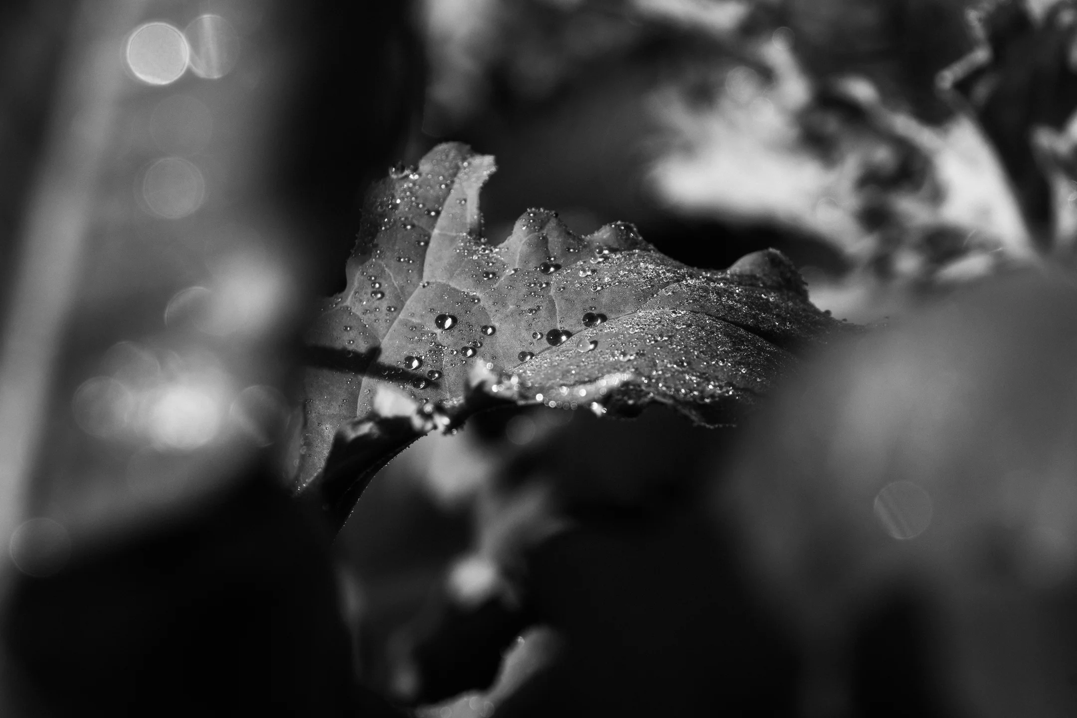 Hushed Dew Speckled Leaf
