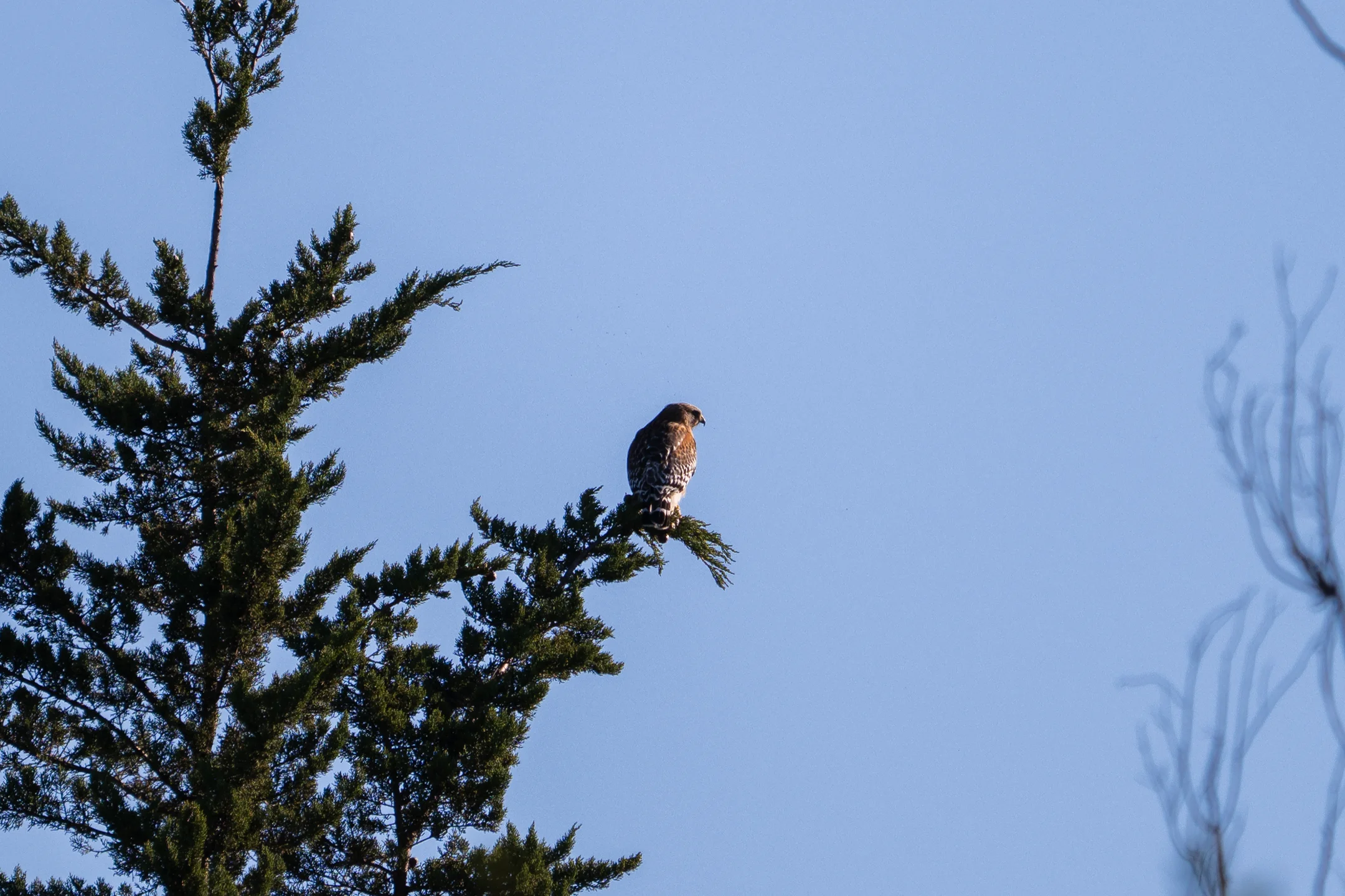 Lonely Hawk Winter Branch