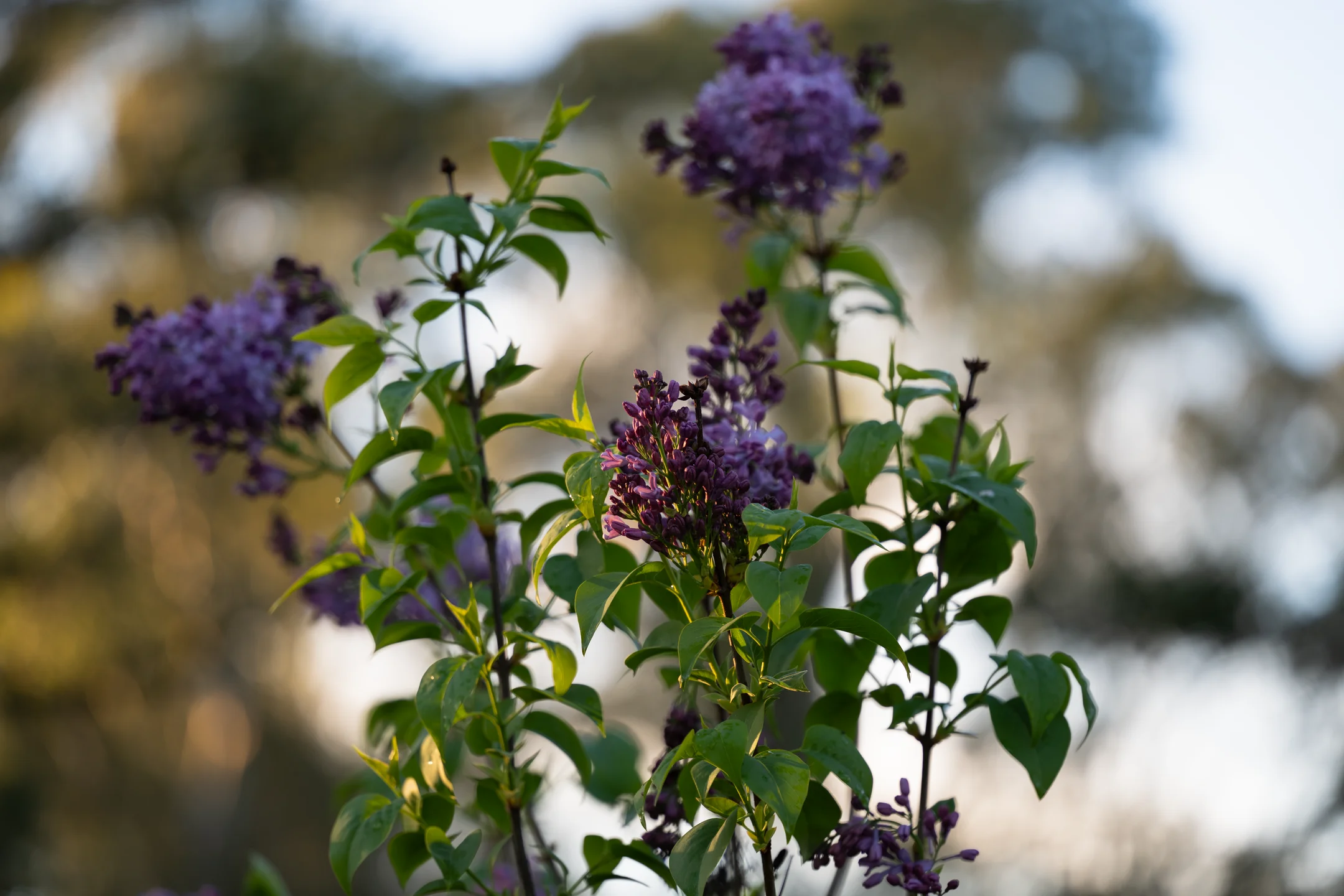 Pensive Violet Blurred Glow