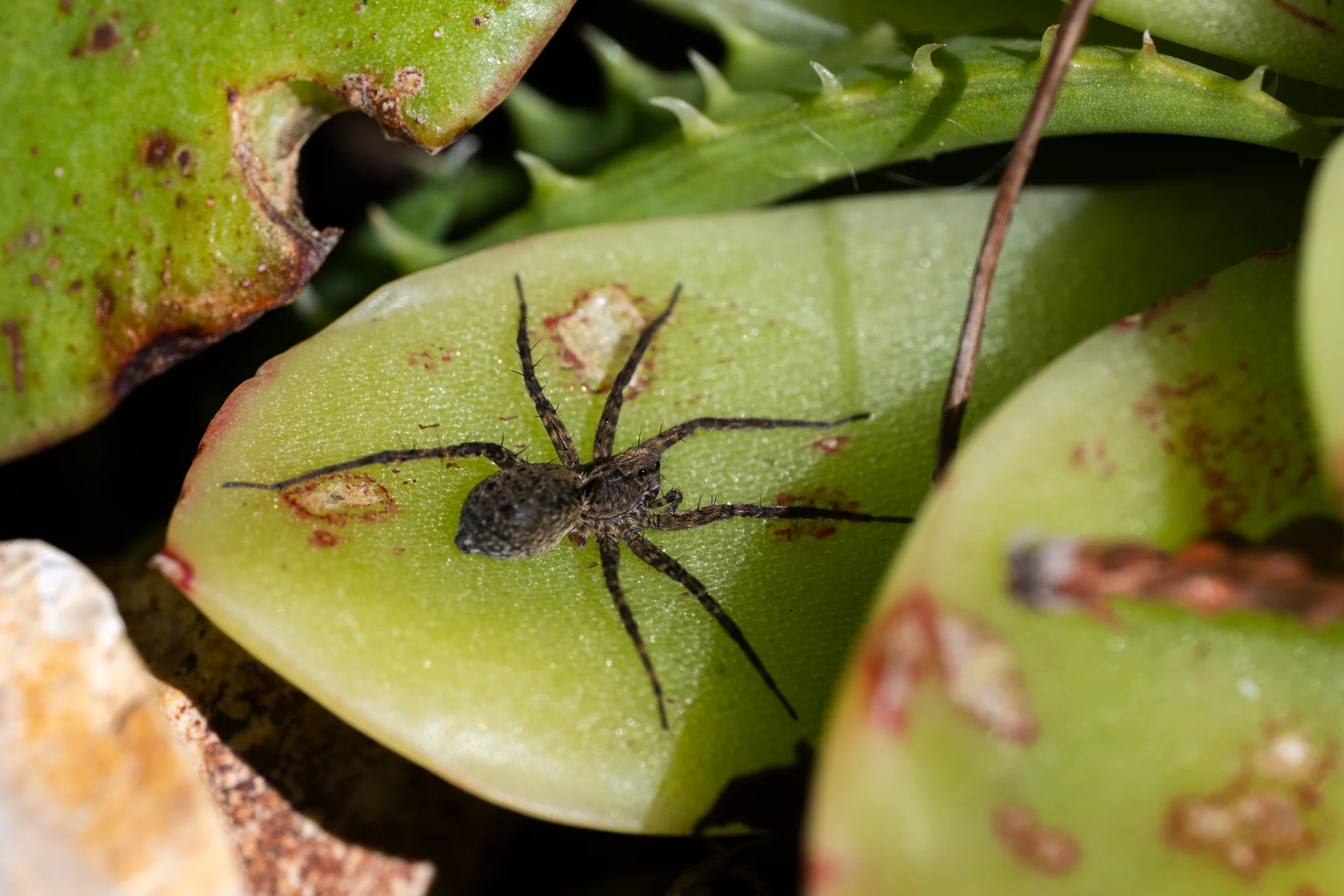 Predatory Spider Verdant Leaf
