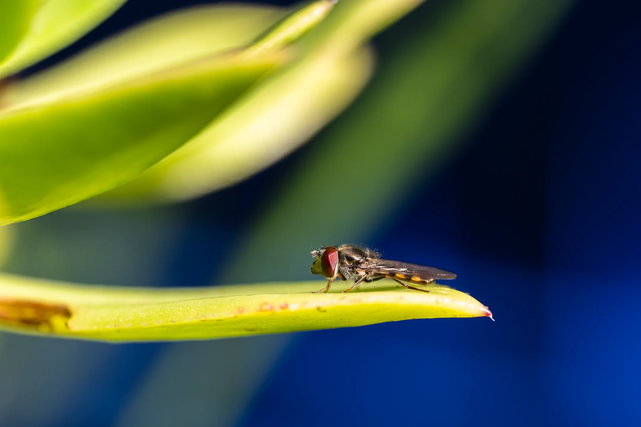 Restless Visitor Lime Perch