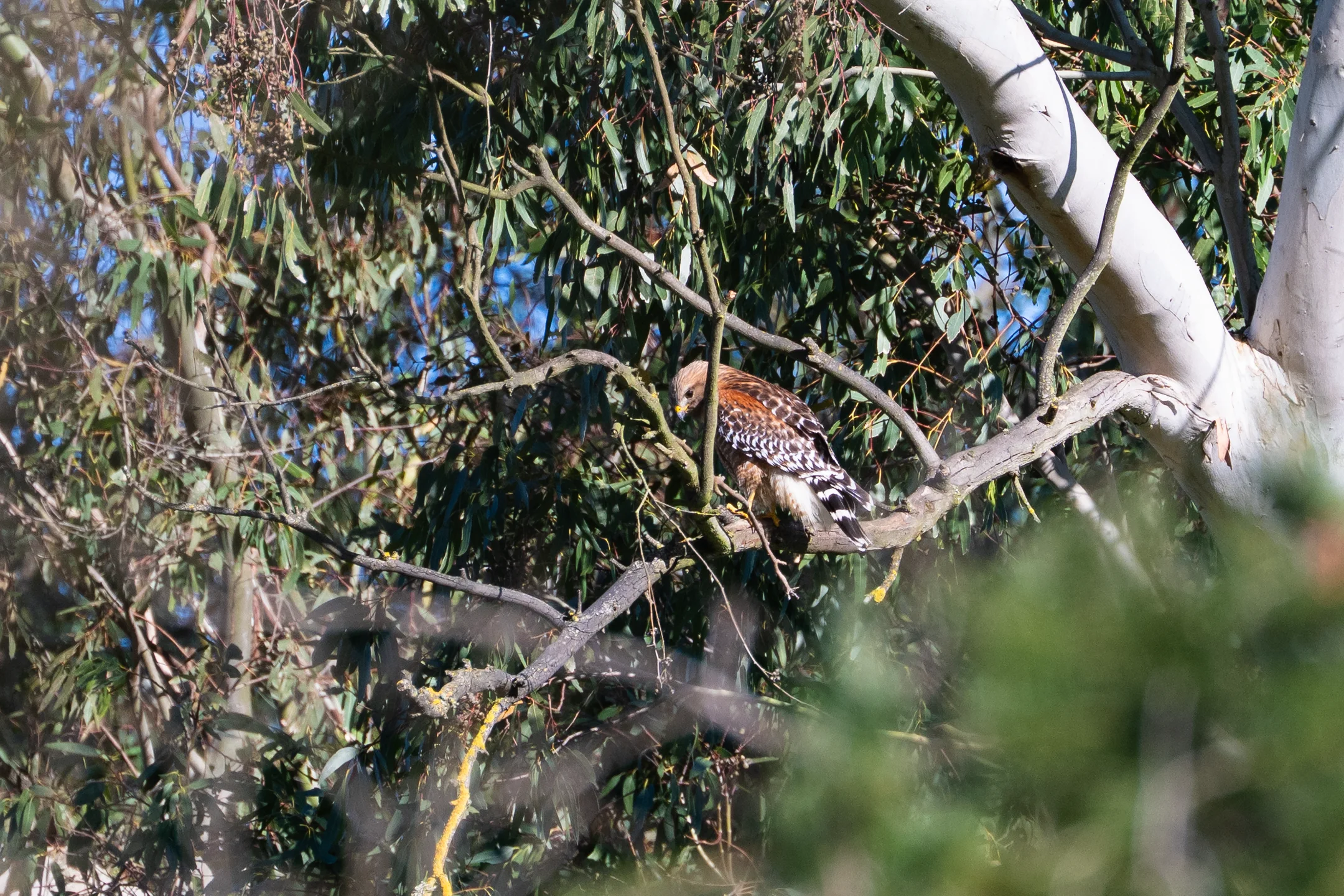 Watchful Hawk Sun Drenched Branches