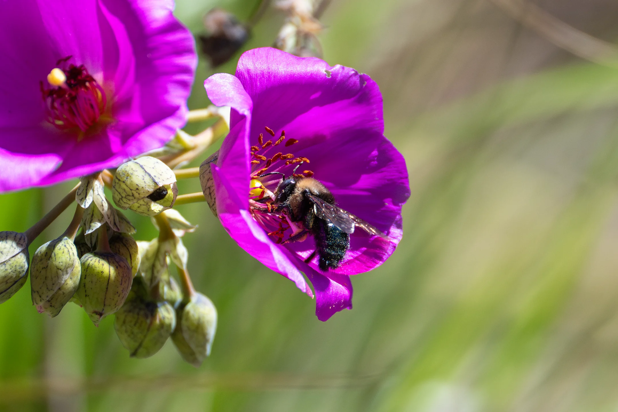 Magenta Bee Velvet Blooms