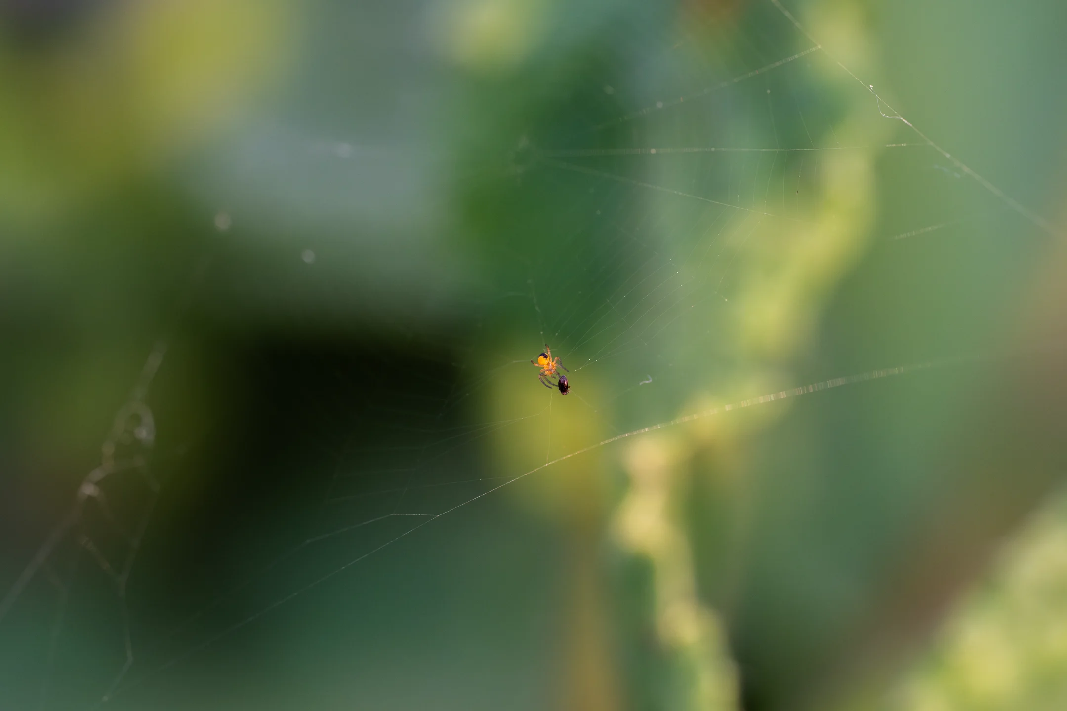 Restless Spider Verdant Web