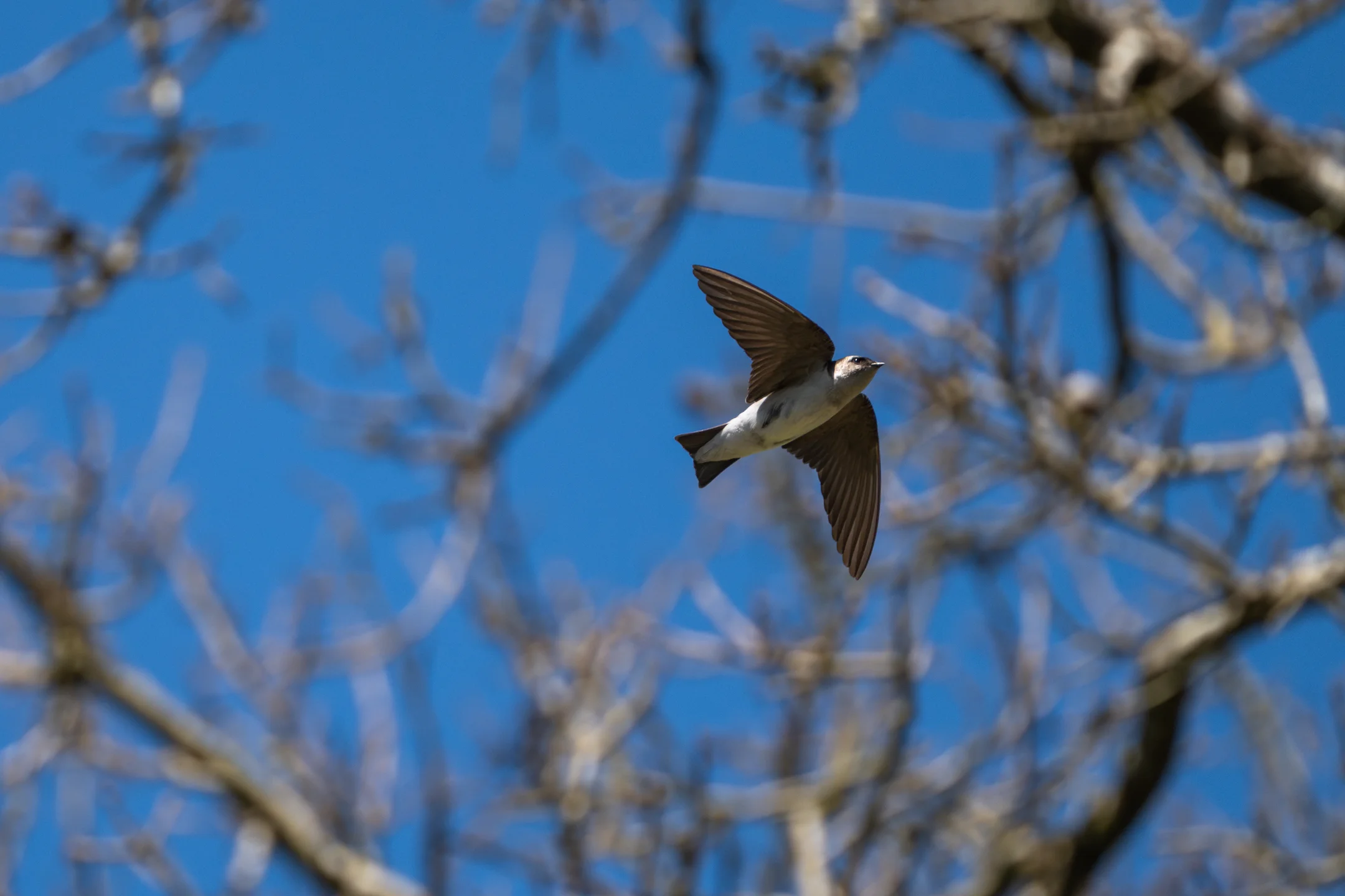 Restless Swallow Azure Branches