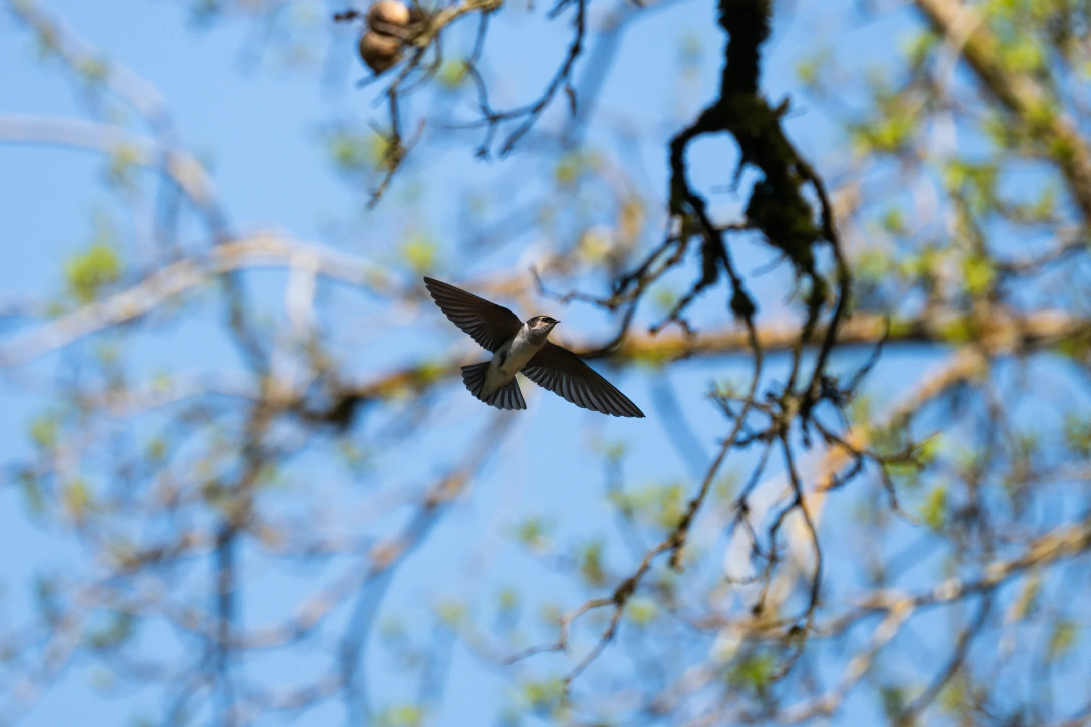 Tender Swallow Dappled Flight