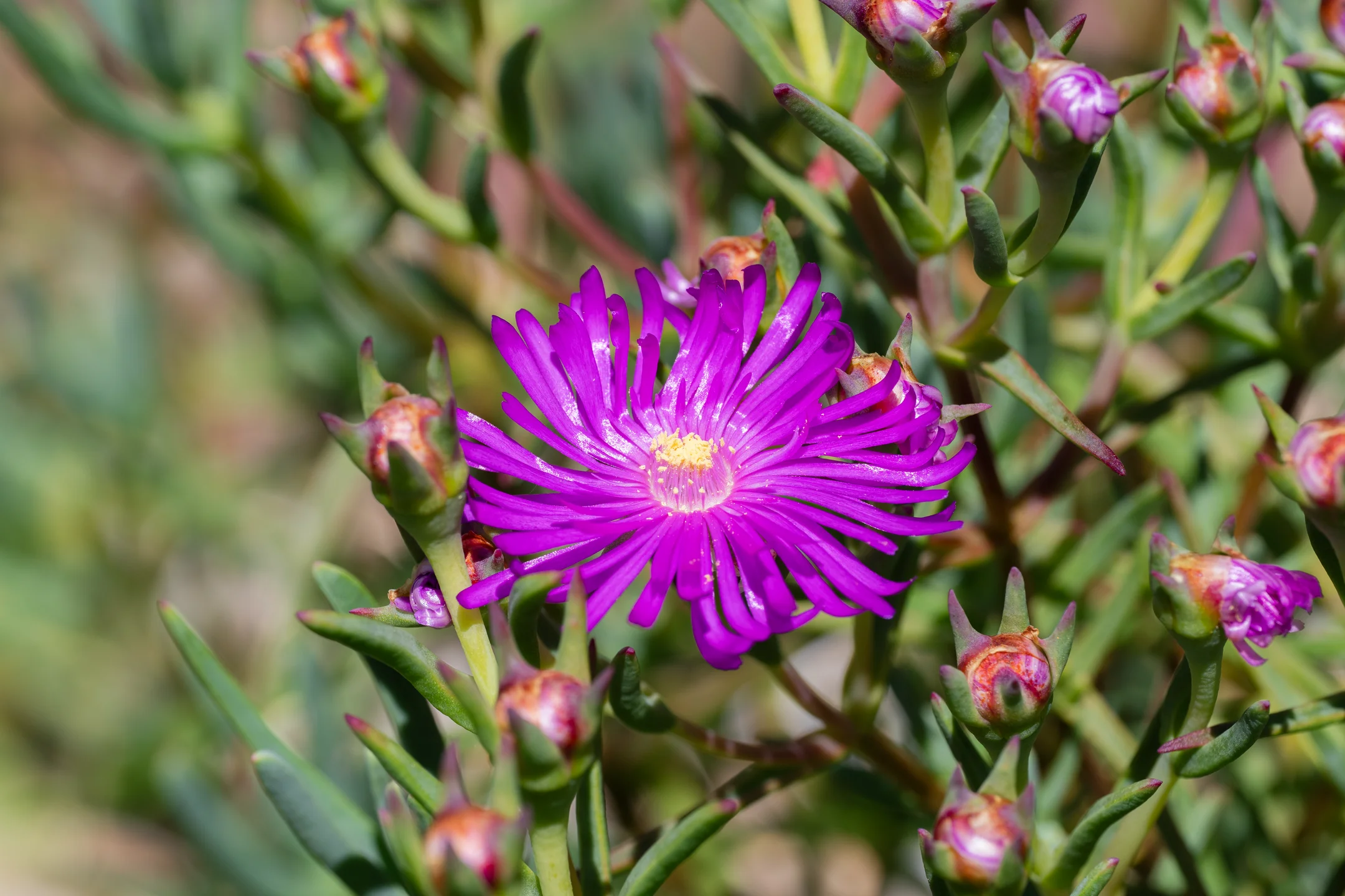 Vibrant Magenta Bloom Rejoicing