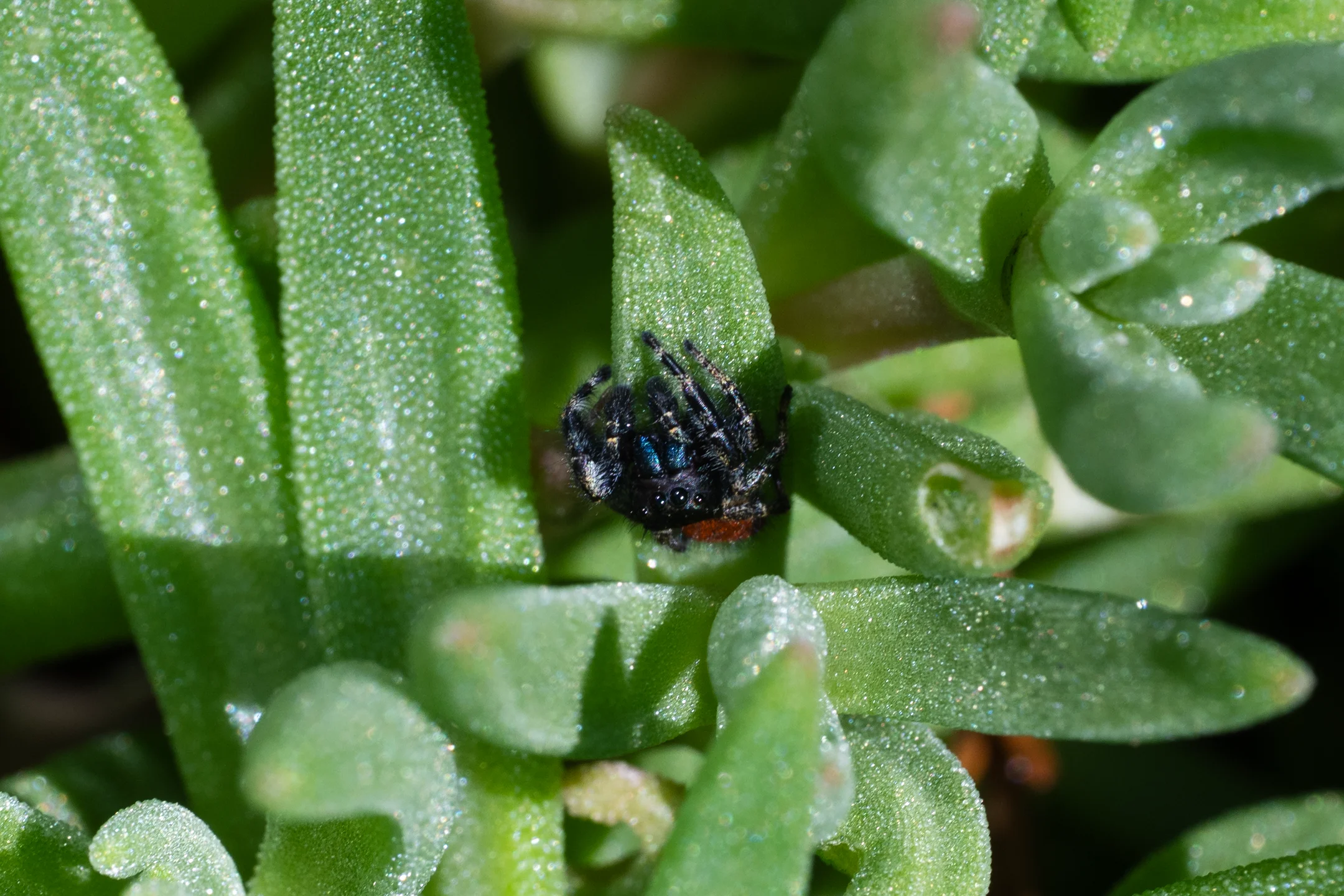 Watchful Obsidian Dewfall