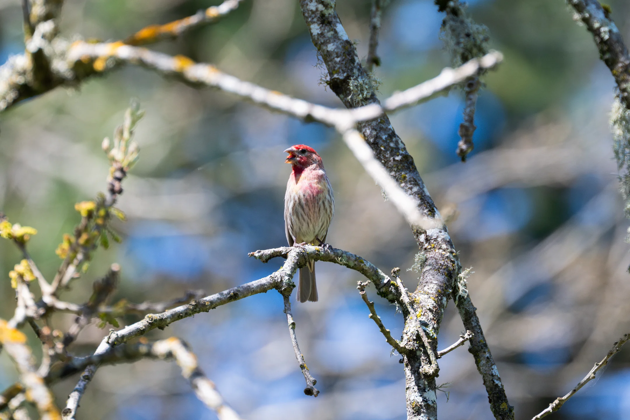 Watchful Songbird Lichen Branches