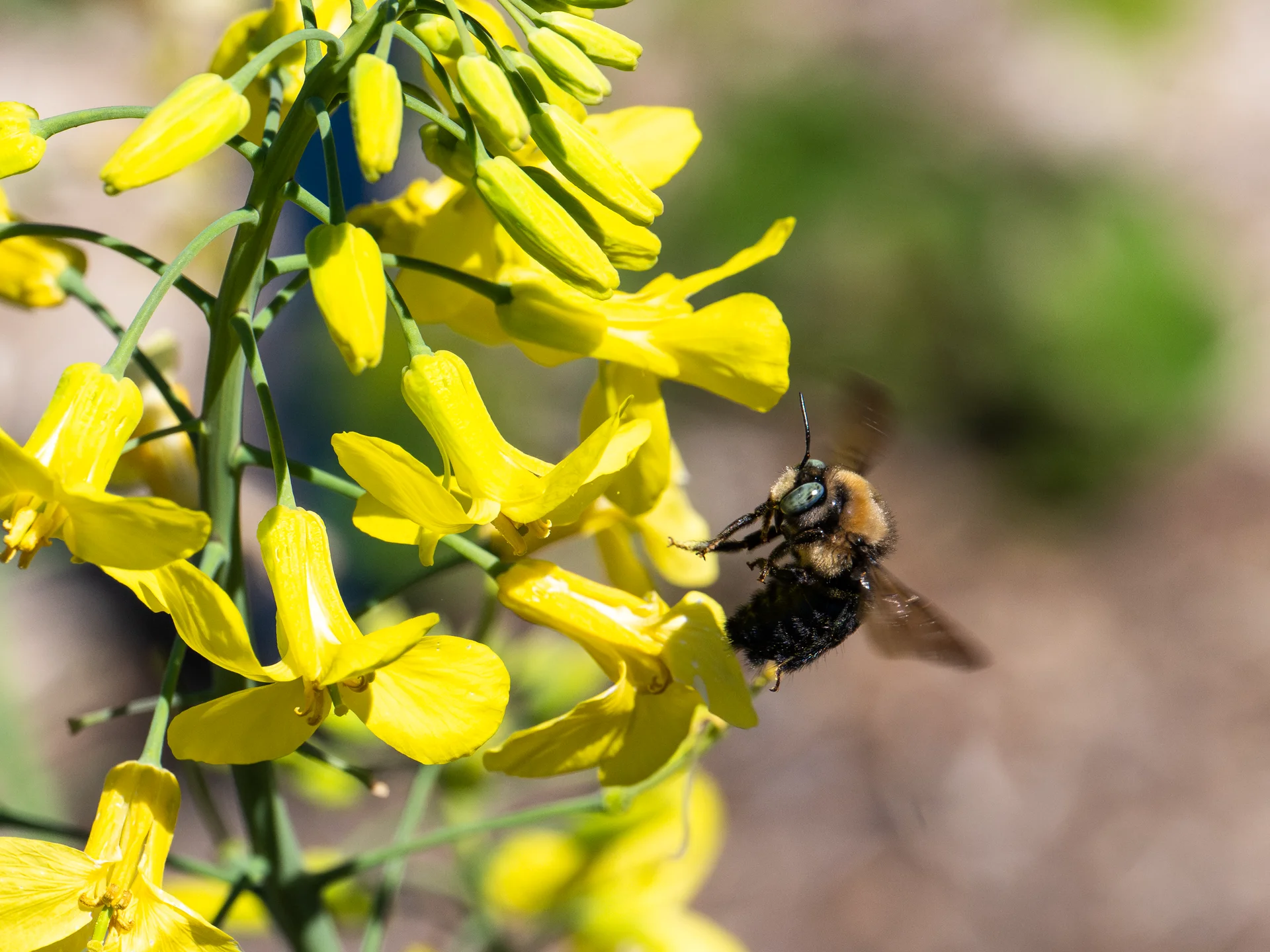Contemplative Pollinator Sun Drenched Petals