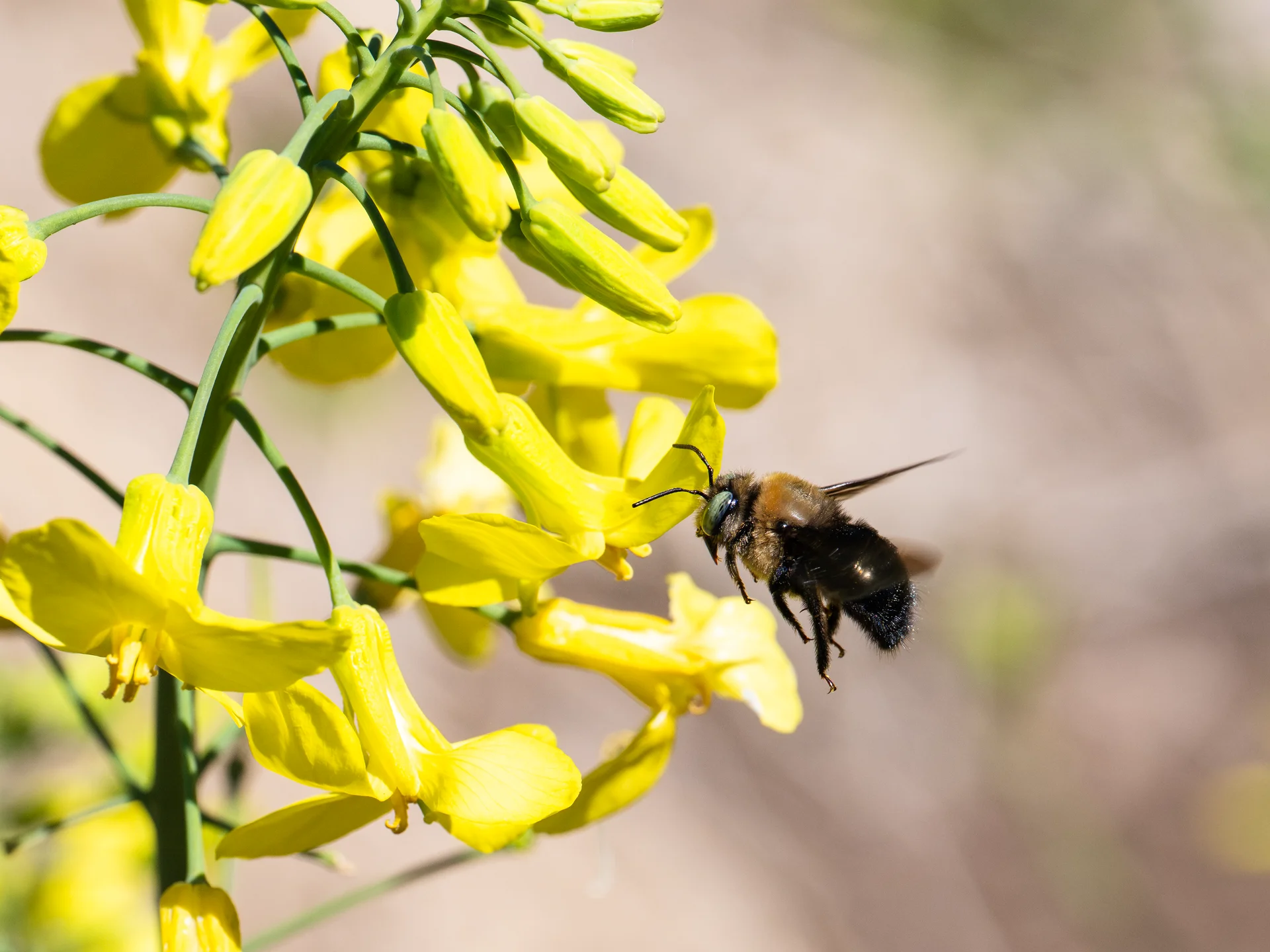 Golden Eager Bee Pollen