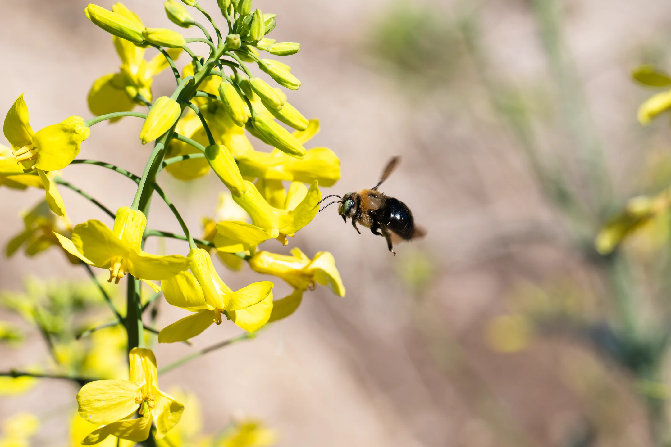 Suspended Chartreuse Blossom Flight