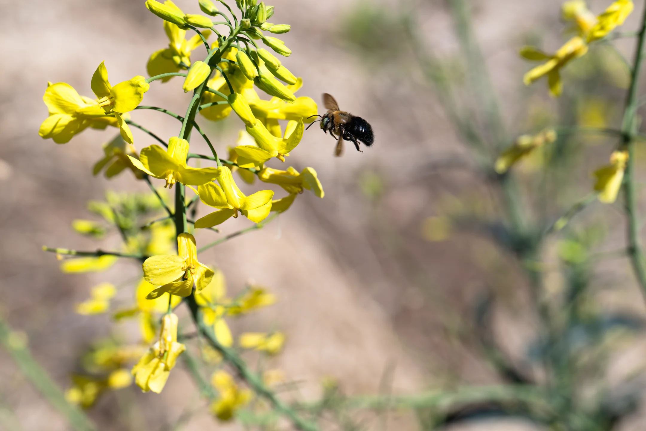 Tranquil Insect Citrine Blossoms