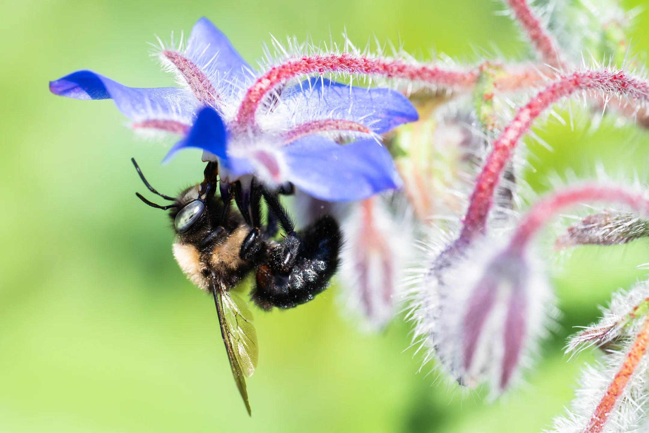 Tenacious Bristled Forager Bloom