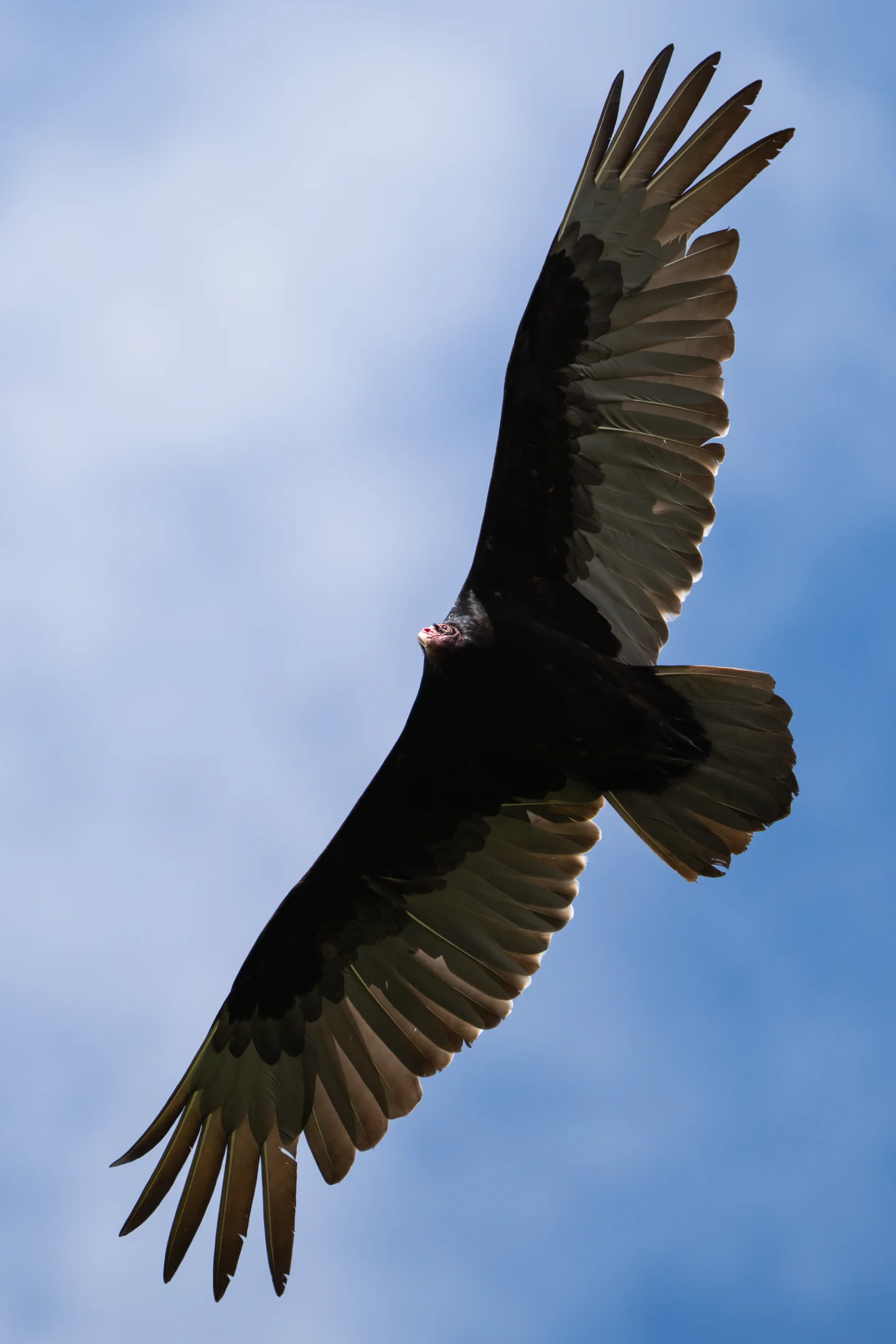 Soaring Regal Cerulean Raptor