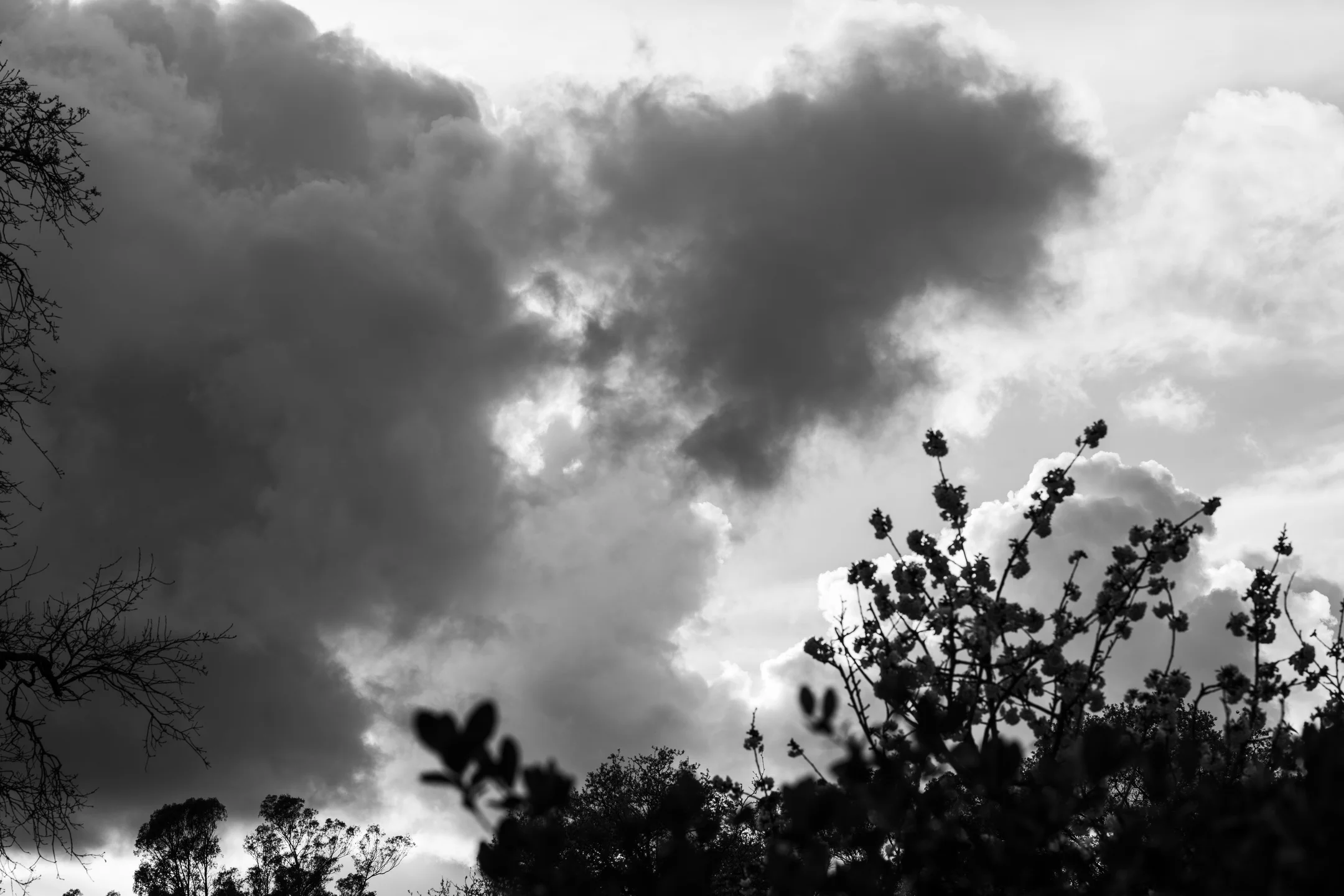 Brooding Silvered Cloudscape Vigil