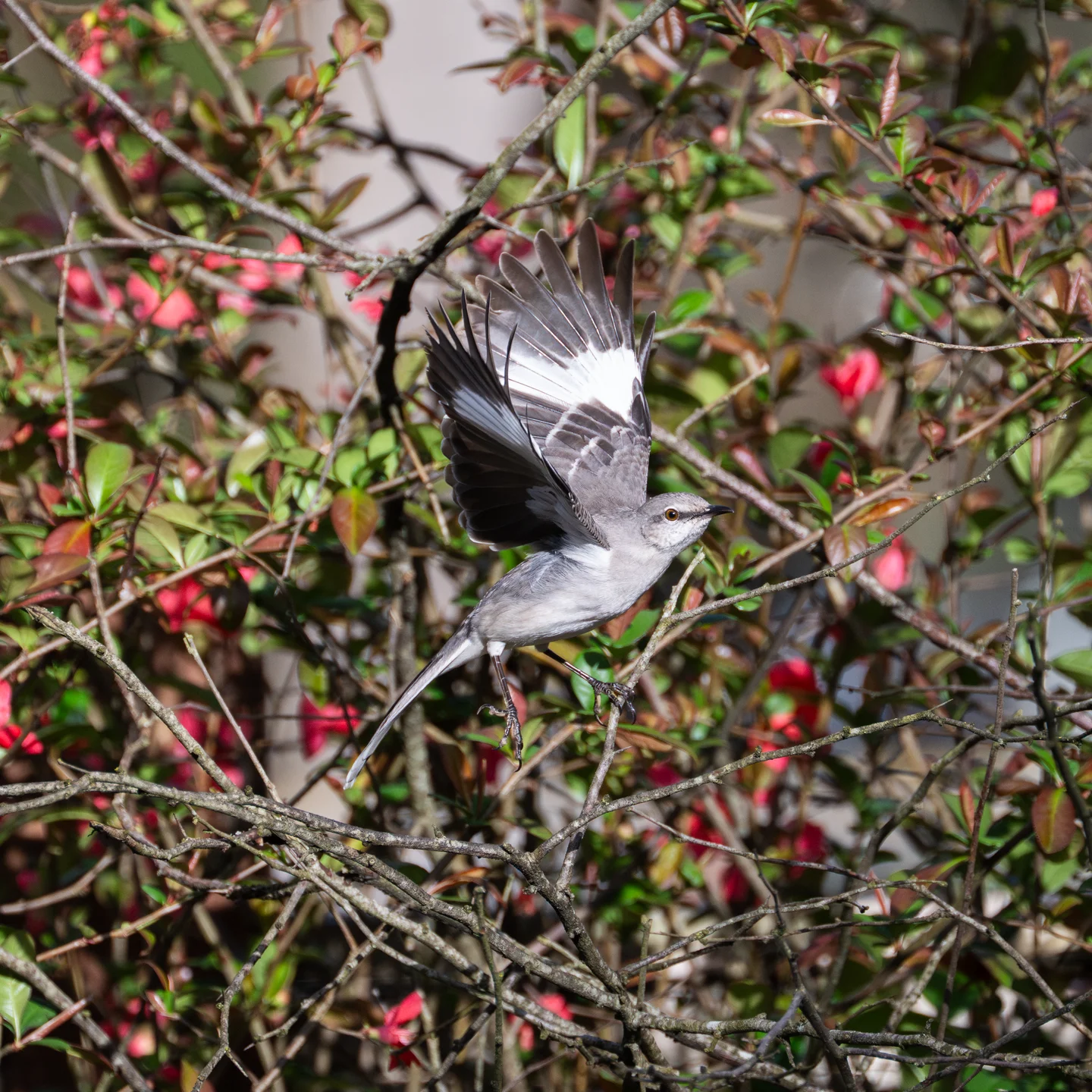 Fierce Pied Flight Sprawl