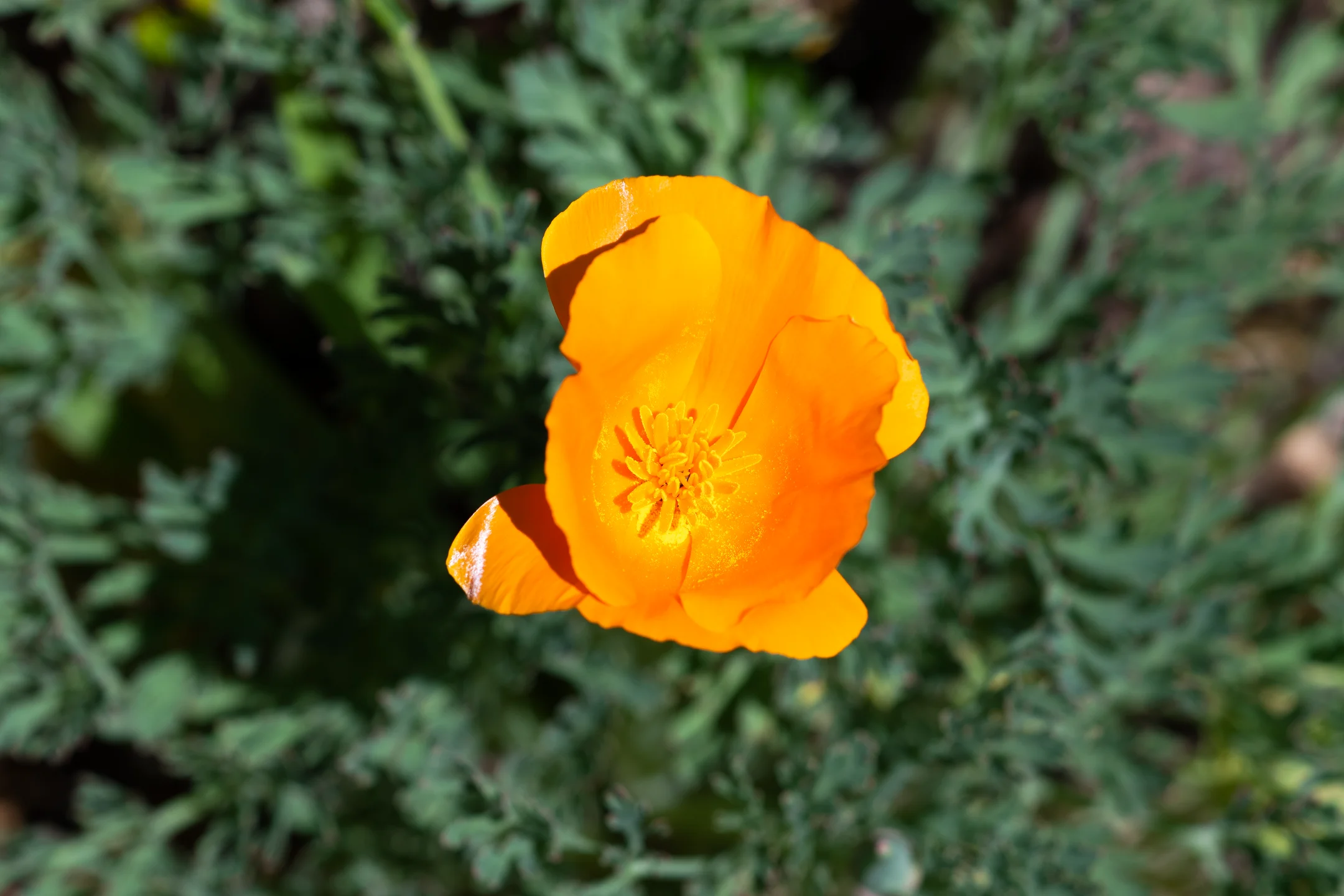 Fierce Tangerine Poppy Unfurling