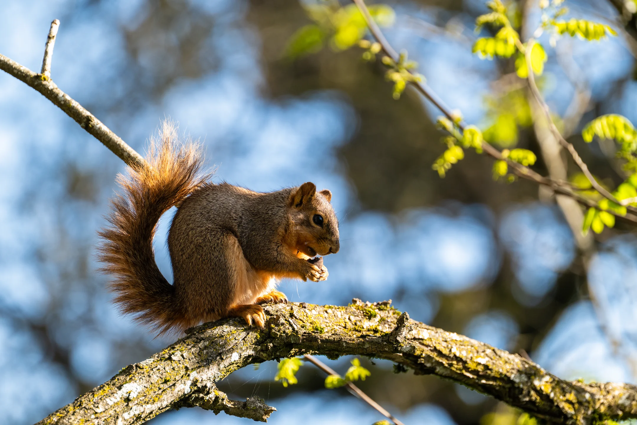 Focused Sun Drenched Forager