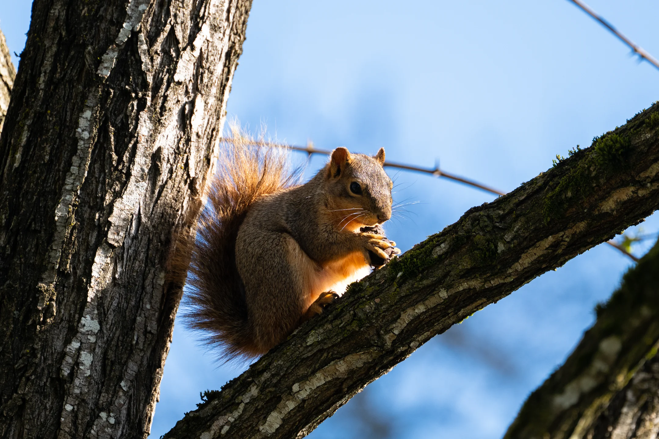 Golden Wistful Squirrel Perch