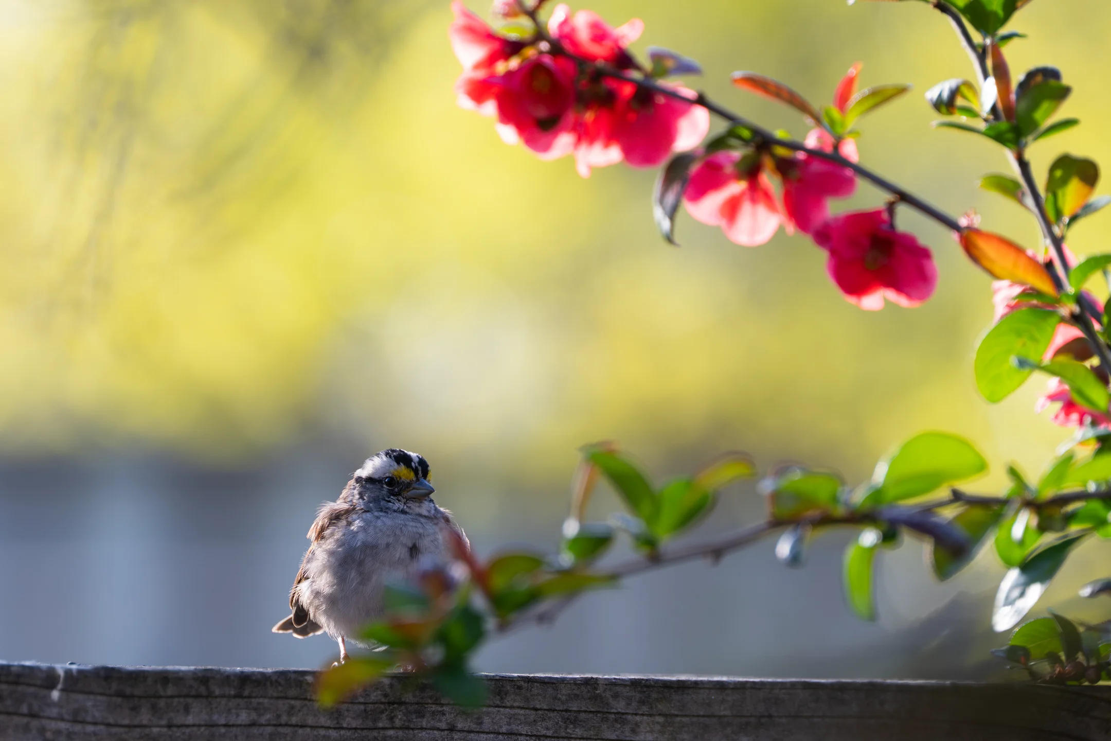 Tender Sparrow Magenta Perch