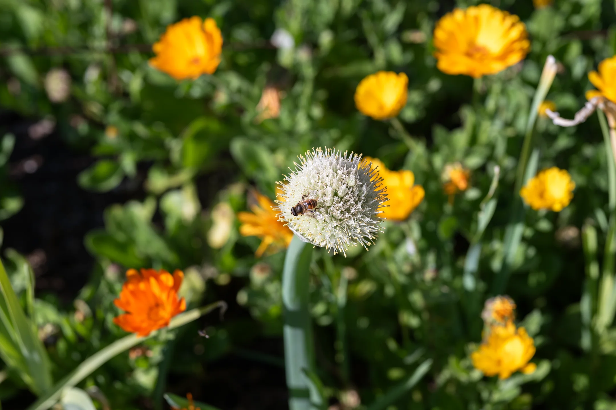 Contemplative Silvered Seed Globe