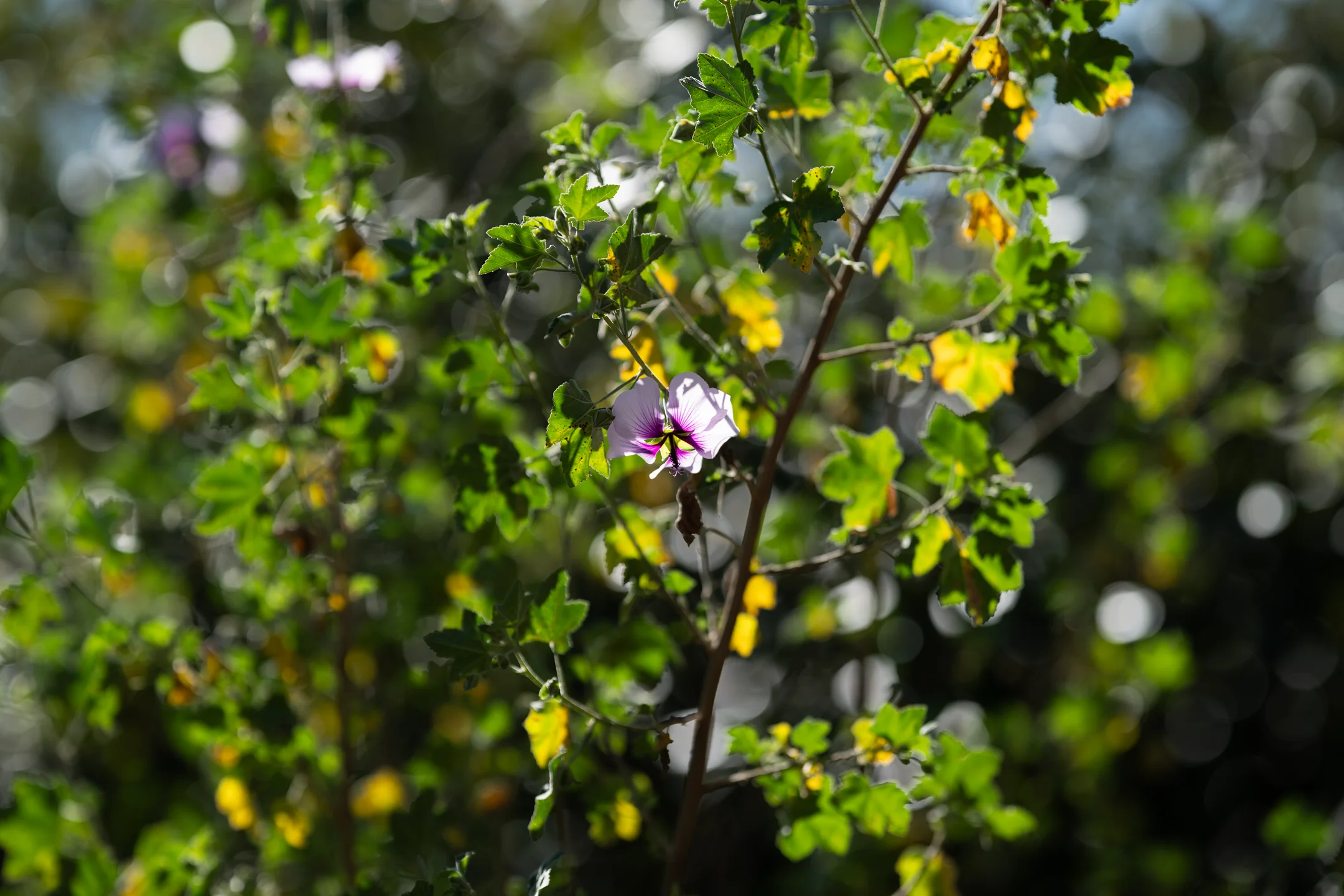 Lonely Lavender Blur