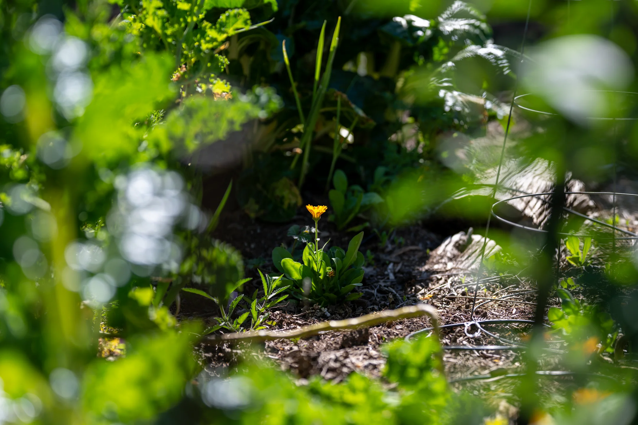 Quiet Verdant Garden Light