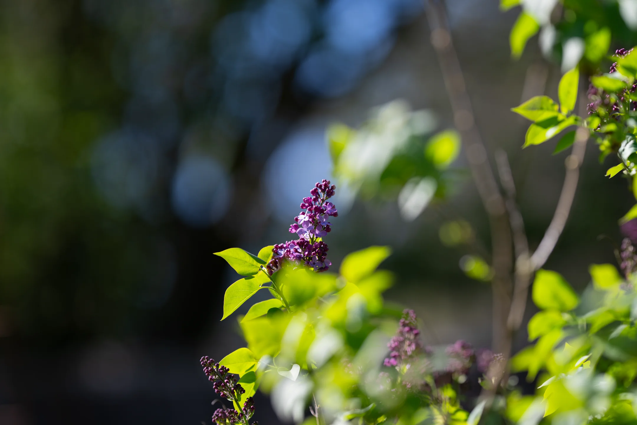 Solitary Violet Bloom Emerging