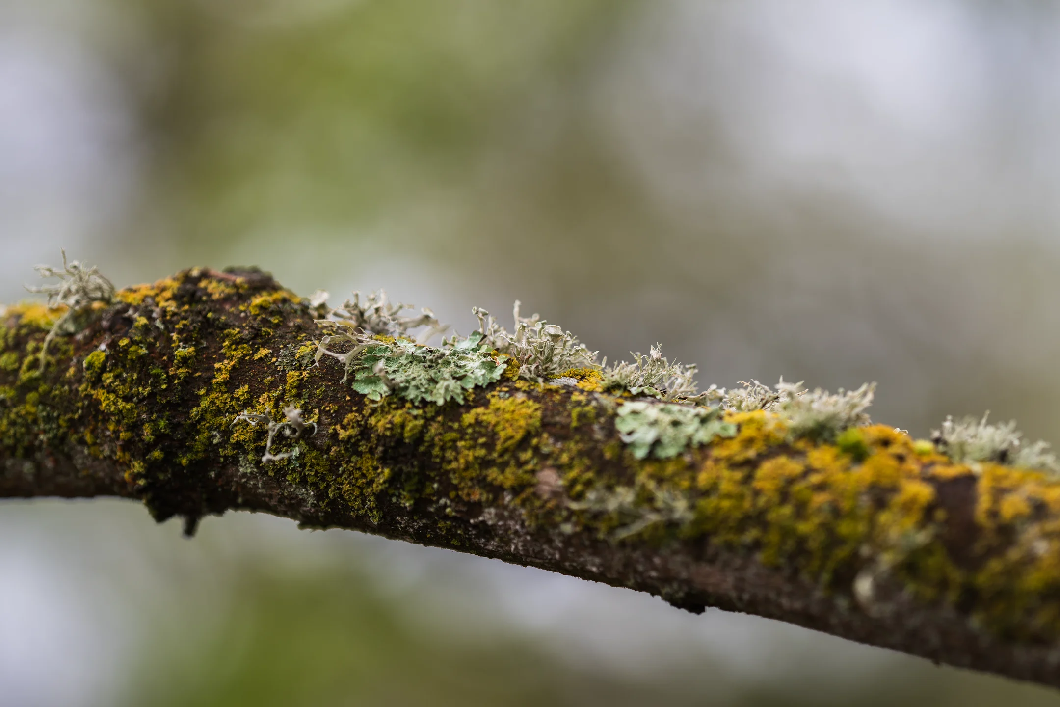 Quiet Lichen Frosted Bark
