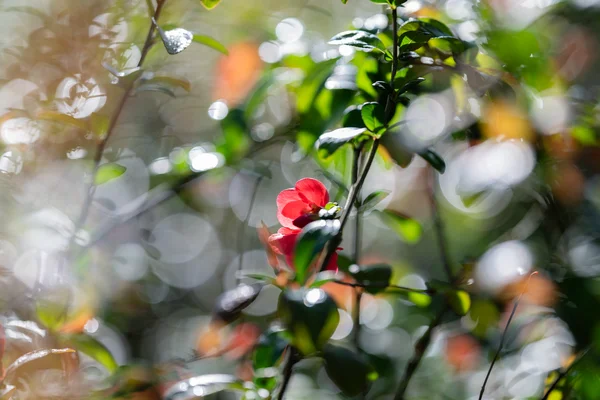 Tranquil Coral Blossom Haze