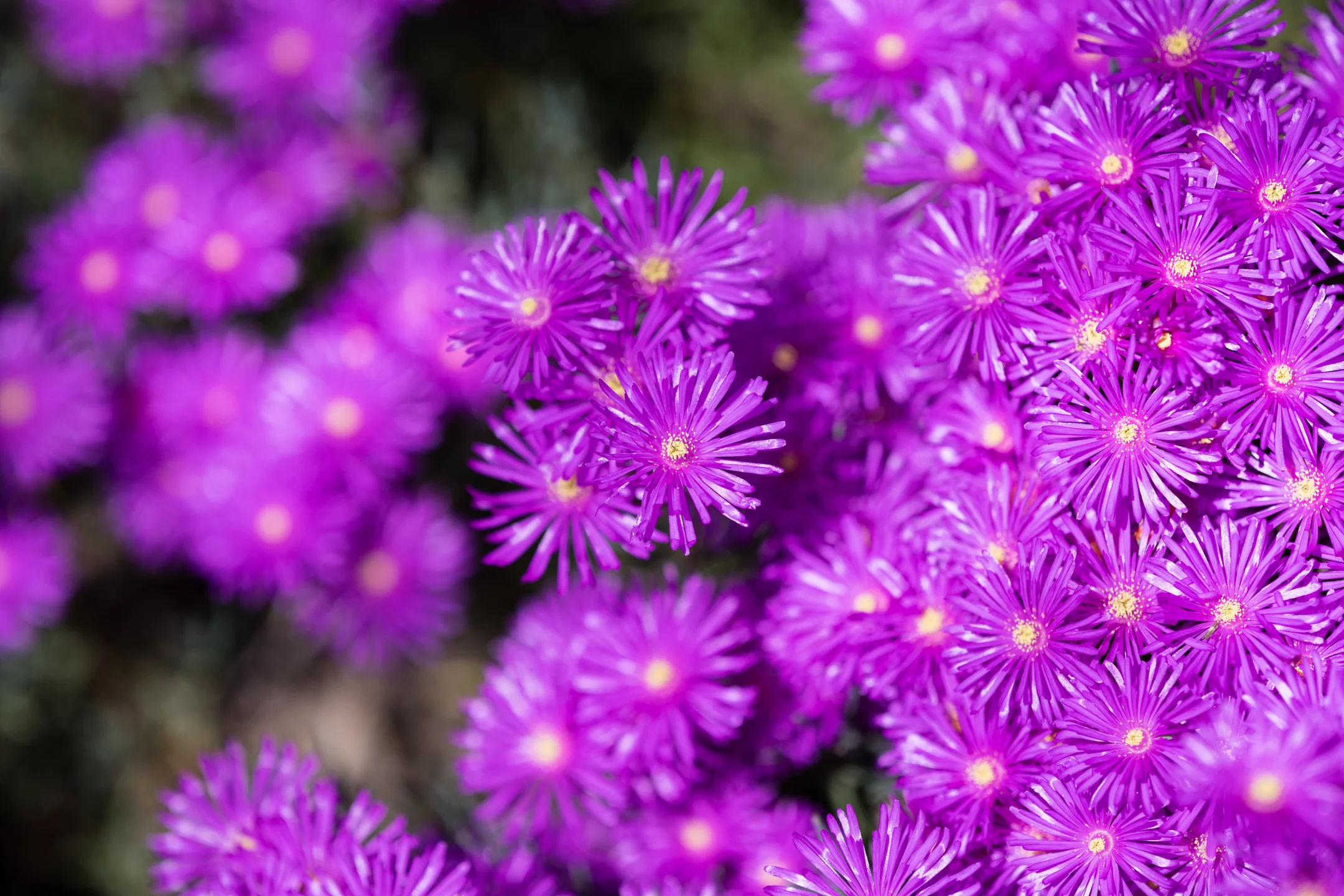 Electric Fuchsia Joyful Sprawl