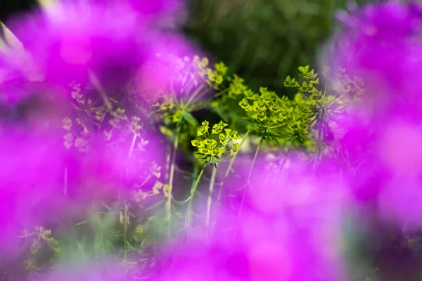 Dreamy Lime Umbel Fuchsia