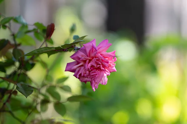 Melancholic Rose Misty Green