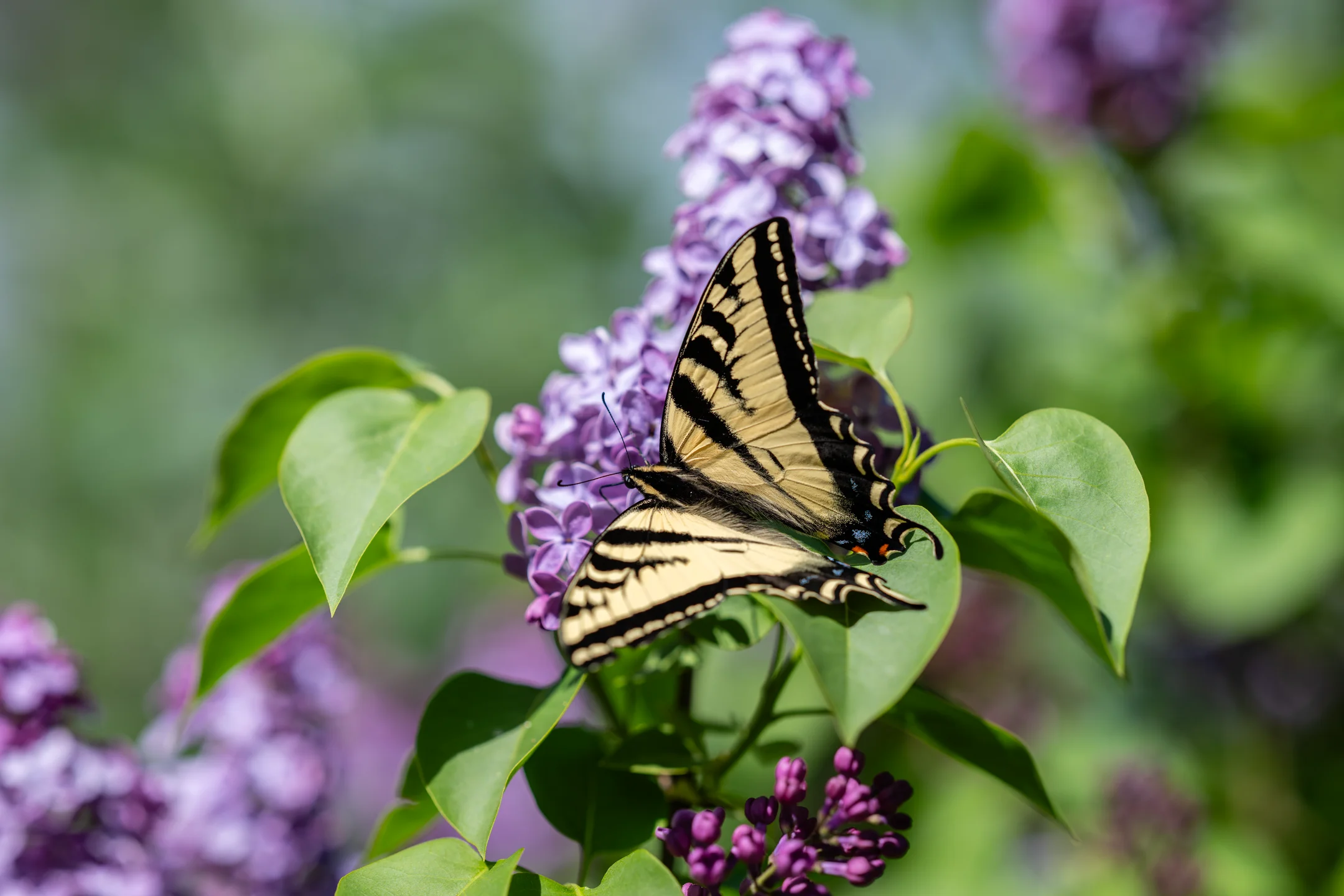 Misty Lilac Swallowtail Rapture