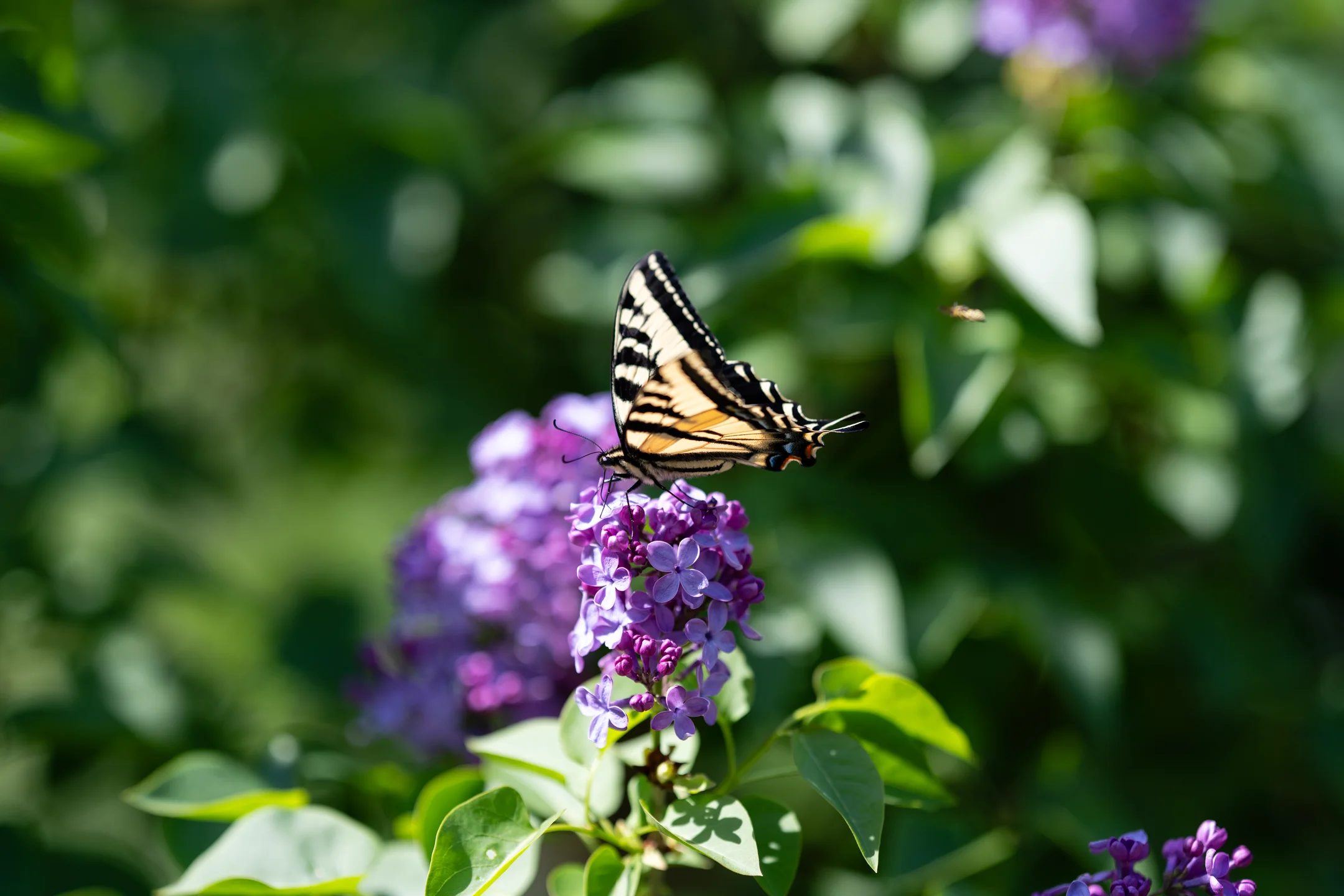 Tranquil Tiger Lilac Landing