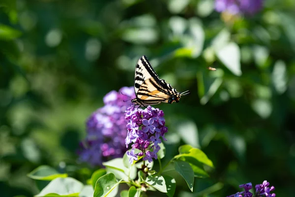 Tranquil Tiger Lilac Landing